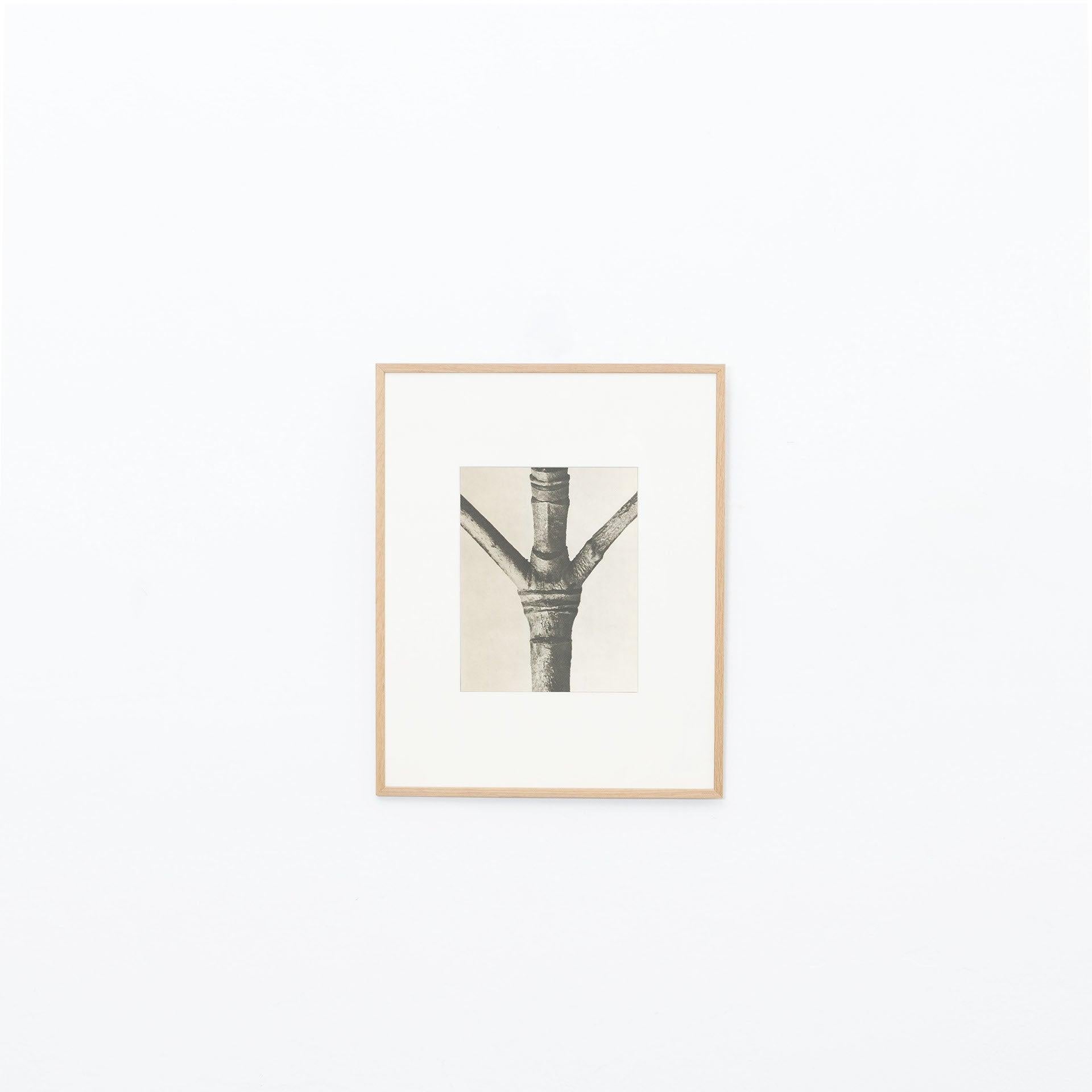 Carta Set di dodici fotografie botaniche in bianco e nero di Karl Blossfeldt, 1942 in vendita