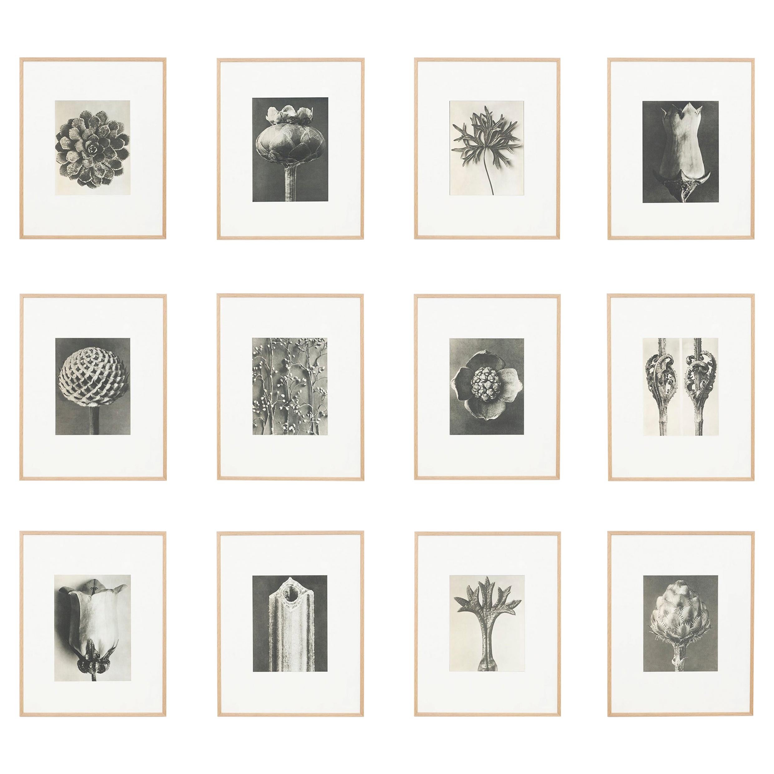 Ensemble de douze photographies botaniques en photogravure noires et blanches de Karl Blossfeldt, 1942