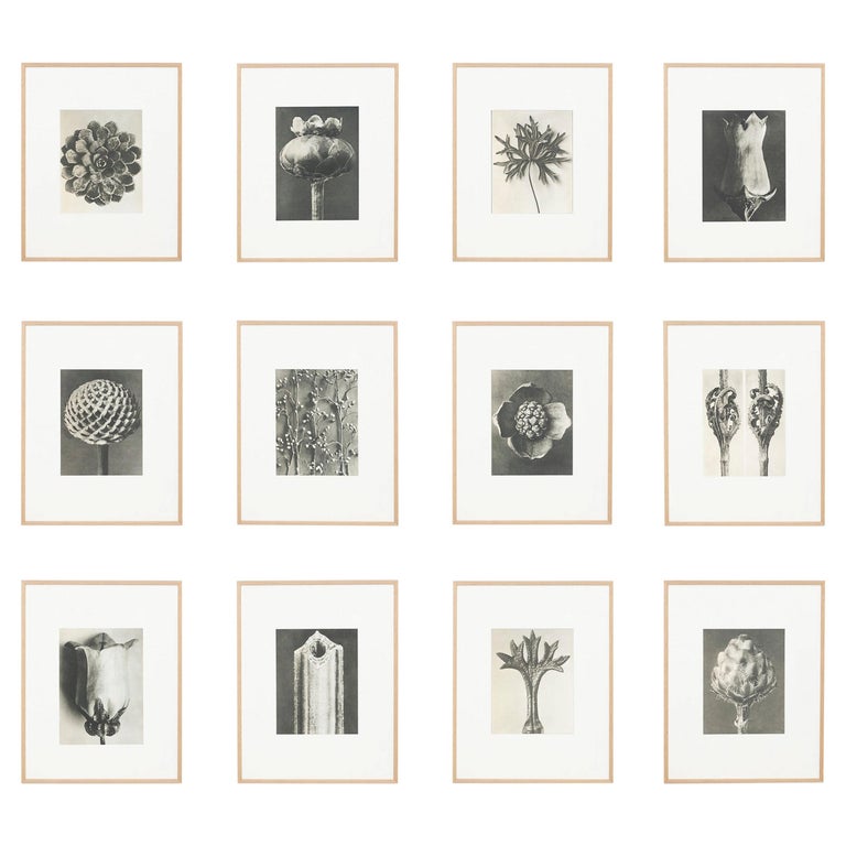 Karl Blossfeldt set of 12 black-and-white botanic photogravures, 1942