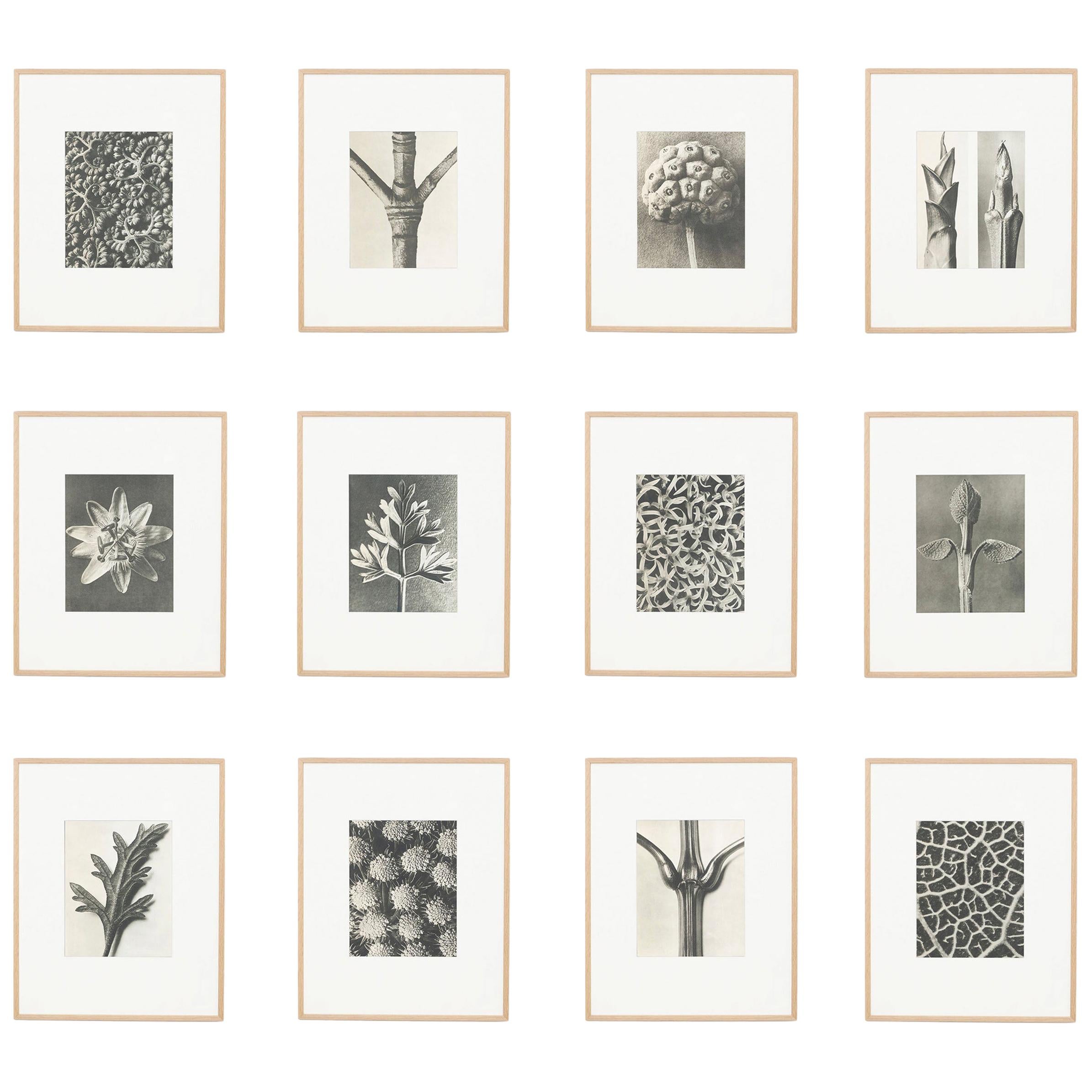 Set von zwölf Karl Blossfeldt-Fotogravuren in Schwarz-Weiß, botanische Fotografie, 1942