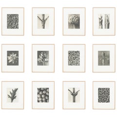 Set of Twelve Karl Blossfeldt Black White Photogravure Botanic Photography, 1942
