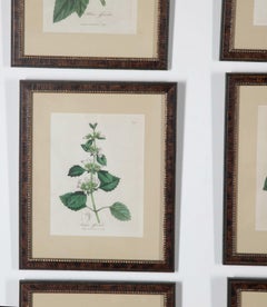 Set of Twelve Late 18th Century Botanical Prints by Woodville