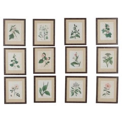 Set of Twelve Late 18th Century Botanical Prints by Woodville