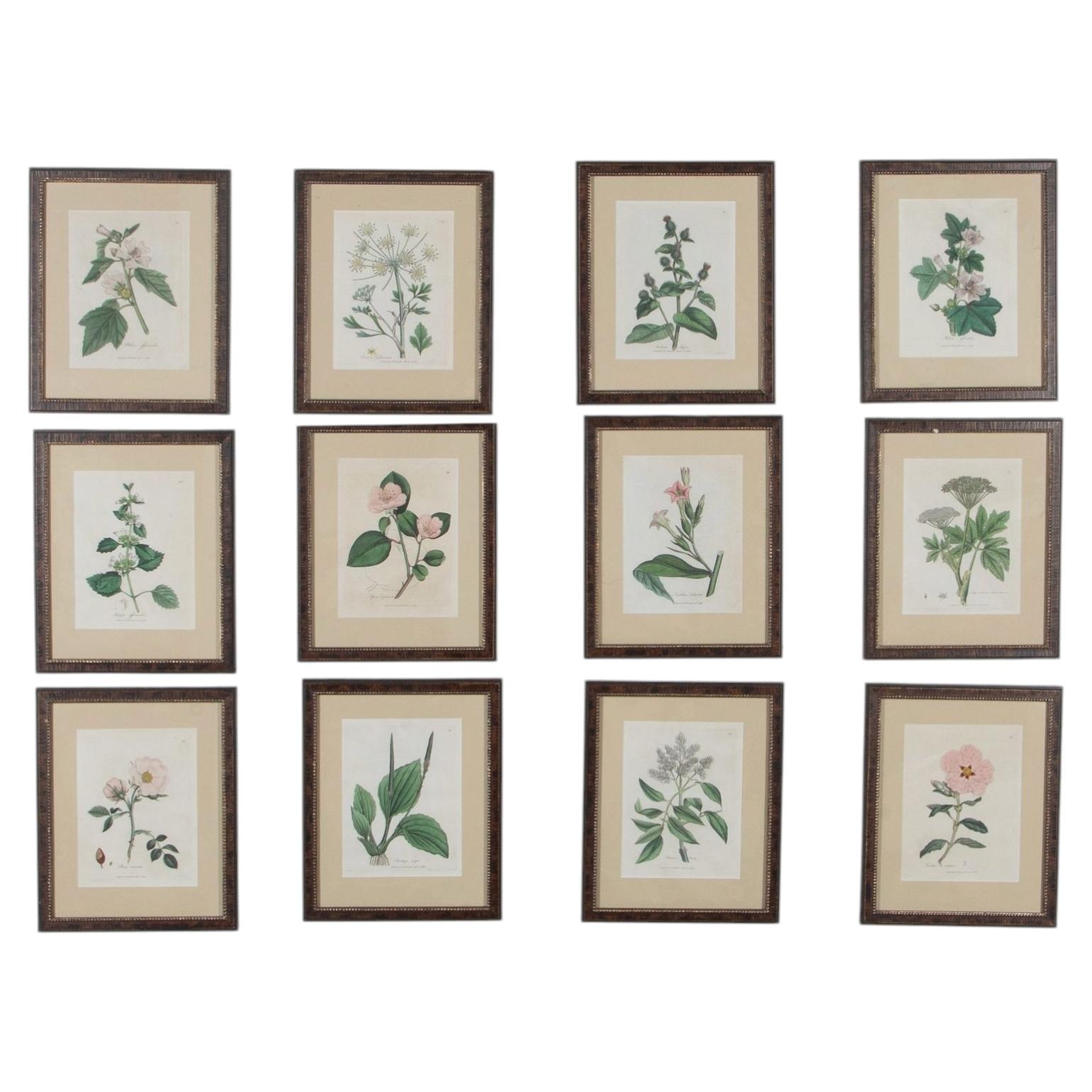 Set of Twelve Late 18th Century Botanical Prints by Woodville