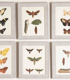 Set of Twenty Four 19th Century Coloured Butterfly Engravings