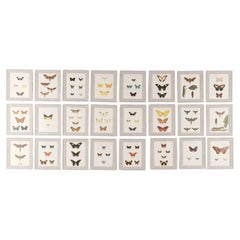 Set of Twenty Four 19th Century Coloured Butterfly Engravings