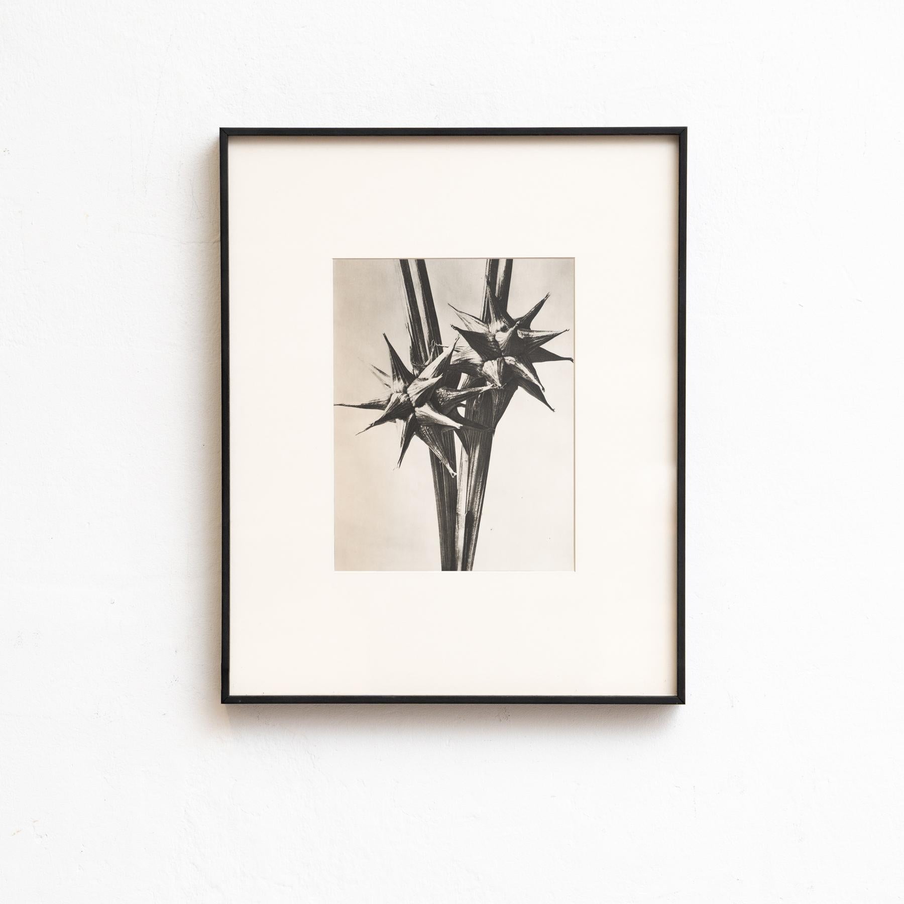 Set von vierundzwanzig gerahmten Karl Blossfeldt-Fotogravuren Nature's Elegance (1942) im Angebot 3