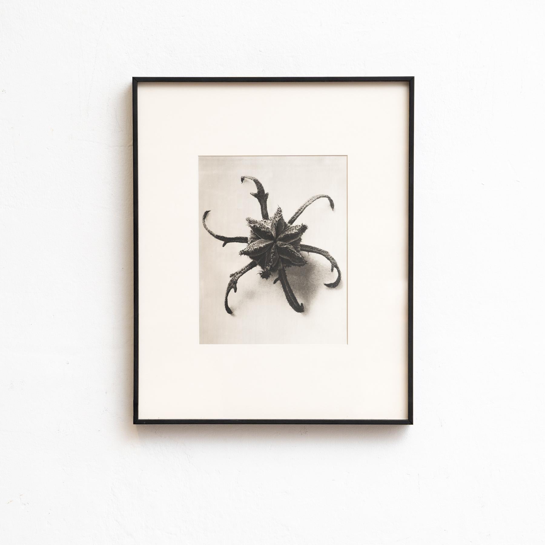 Set von vierundzwanzig gerahmten Karl Blossfeldt-Fotogravuren Nature's Elegance (1942) im Angebot 4