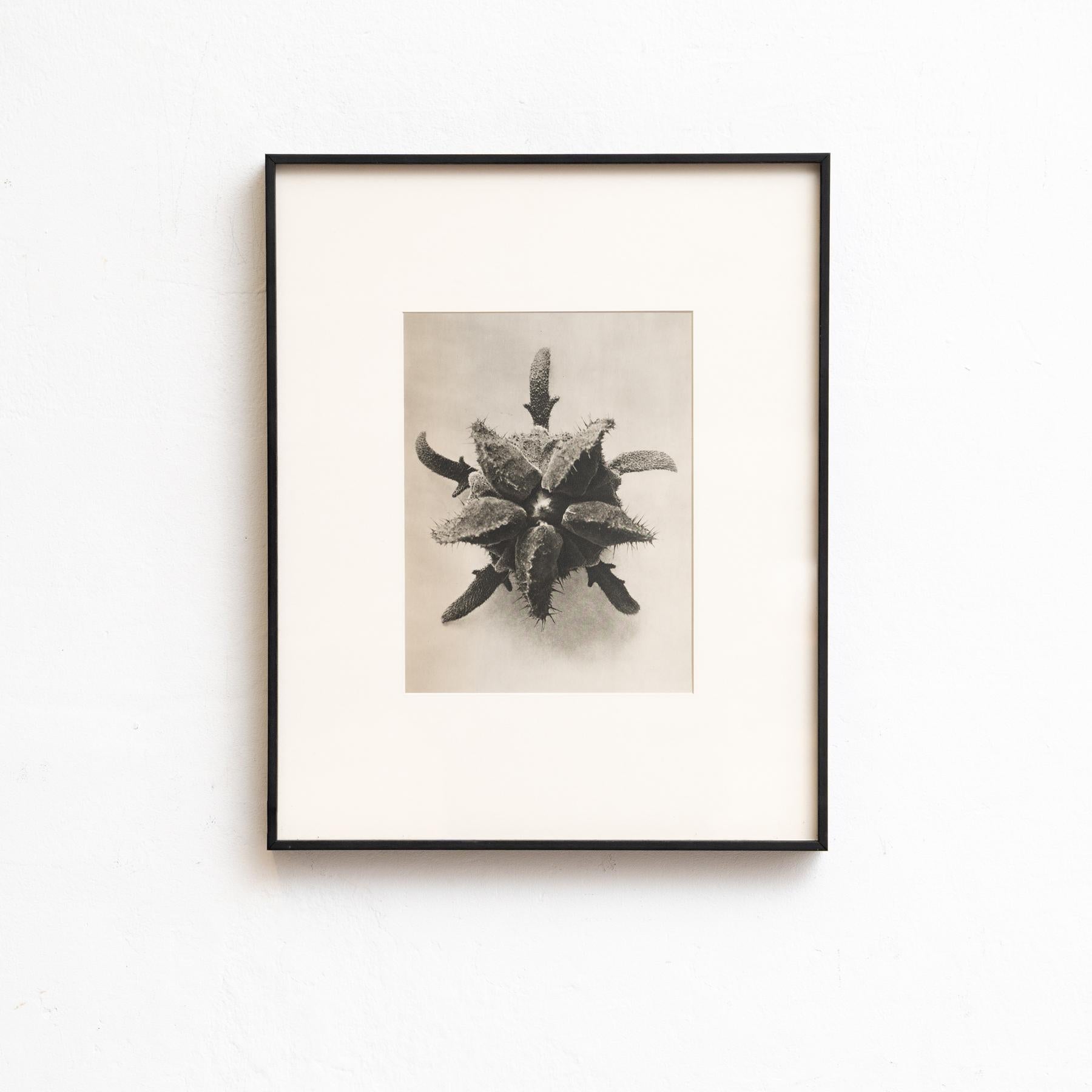 Set von vierundzwanzig gerahmten Karl Blossfeldt-Fotogravuren Nature's Elegance (1942) im Angebot 5