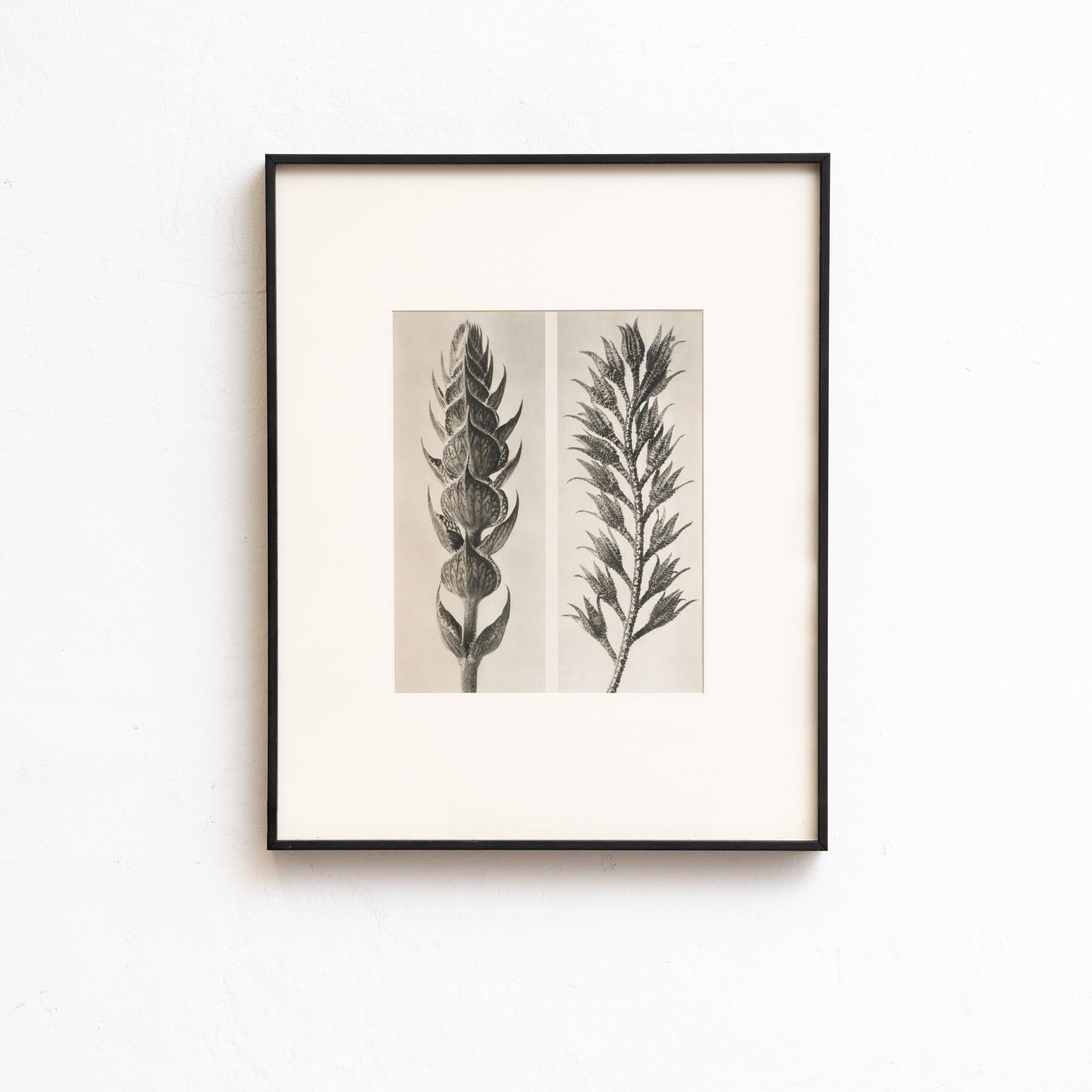 Set von vierundzwanzig gerahmten Karl Blossfeldt-Fotogravuren Nature's Elegance (1942) im Angebot 6