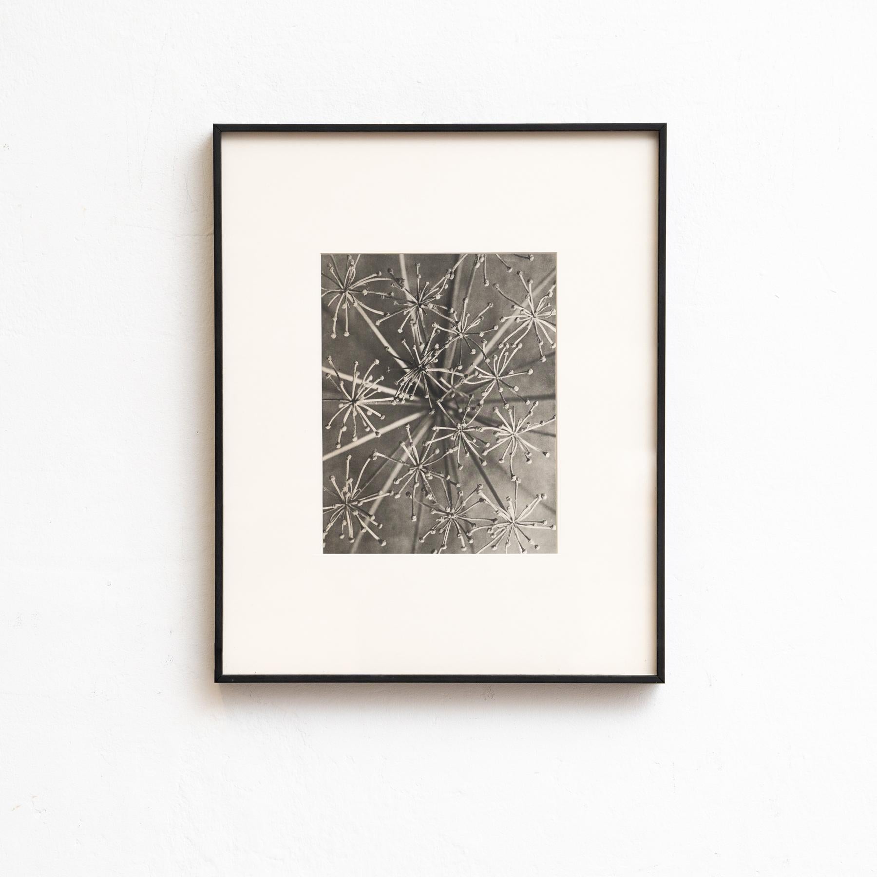Set von vierundzwanzig gerahmten Karl Blossfeldt-Fotogravuren Nature's Elegance (1942) im Angebot 7