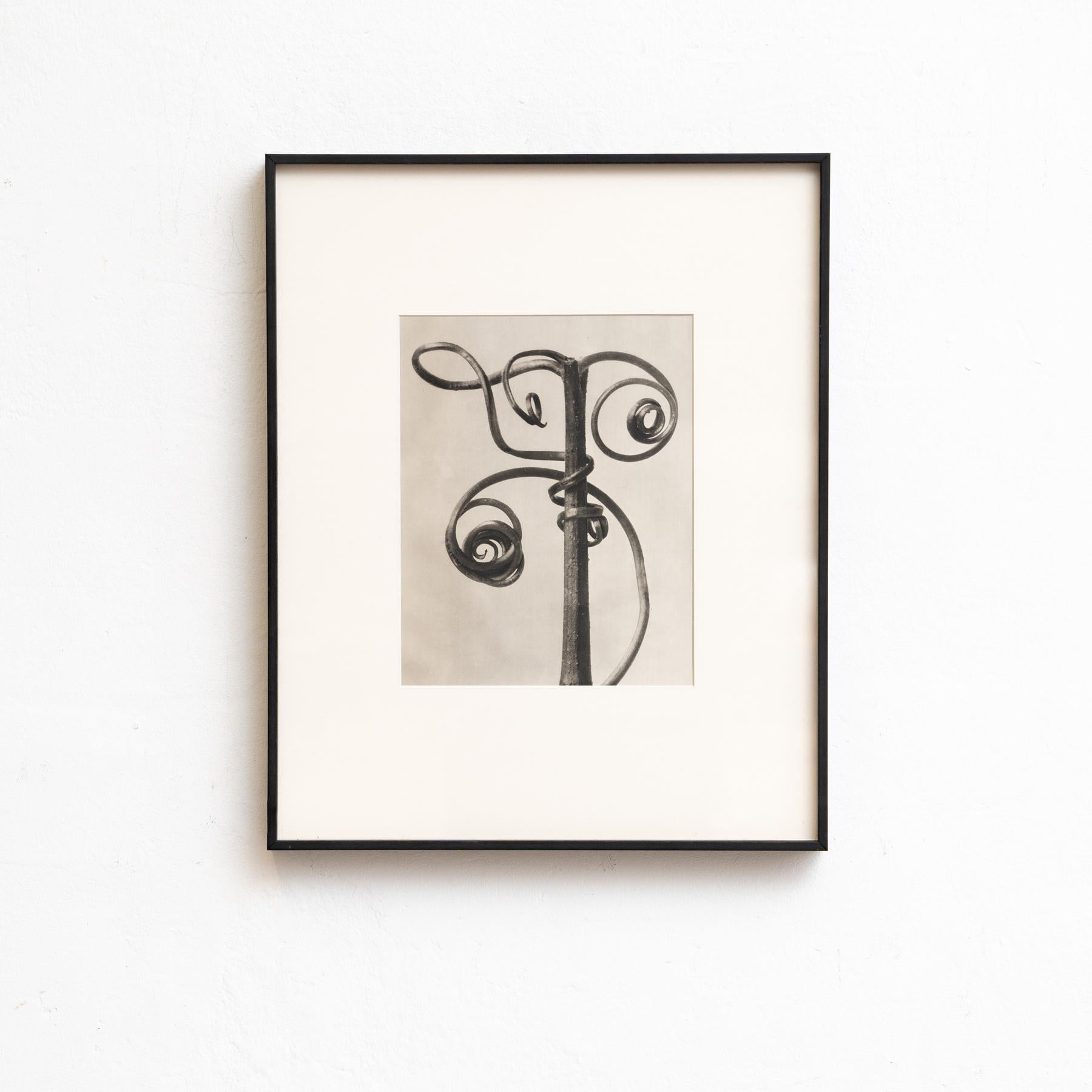 Set von vierundzwanzig gerahmten Karl Blossfeldt-Fotogravuren Nature's Elegance (1942) im Angebot 8