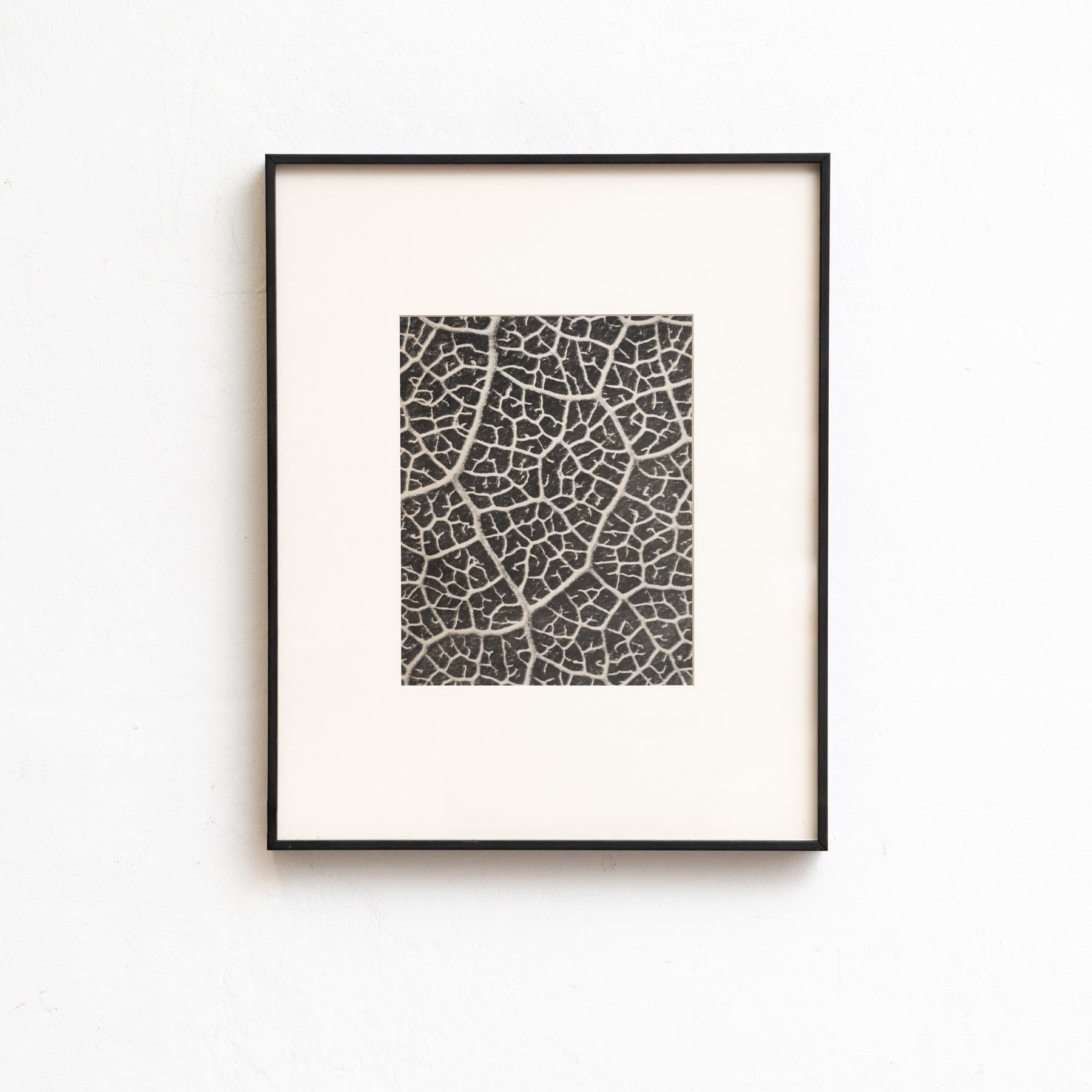 Set von vierundzwanzig gerahmten Karl Blossfeldt-Fotogravuren Nature's Elegance (1942) im Angebot 9
