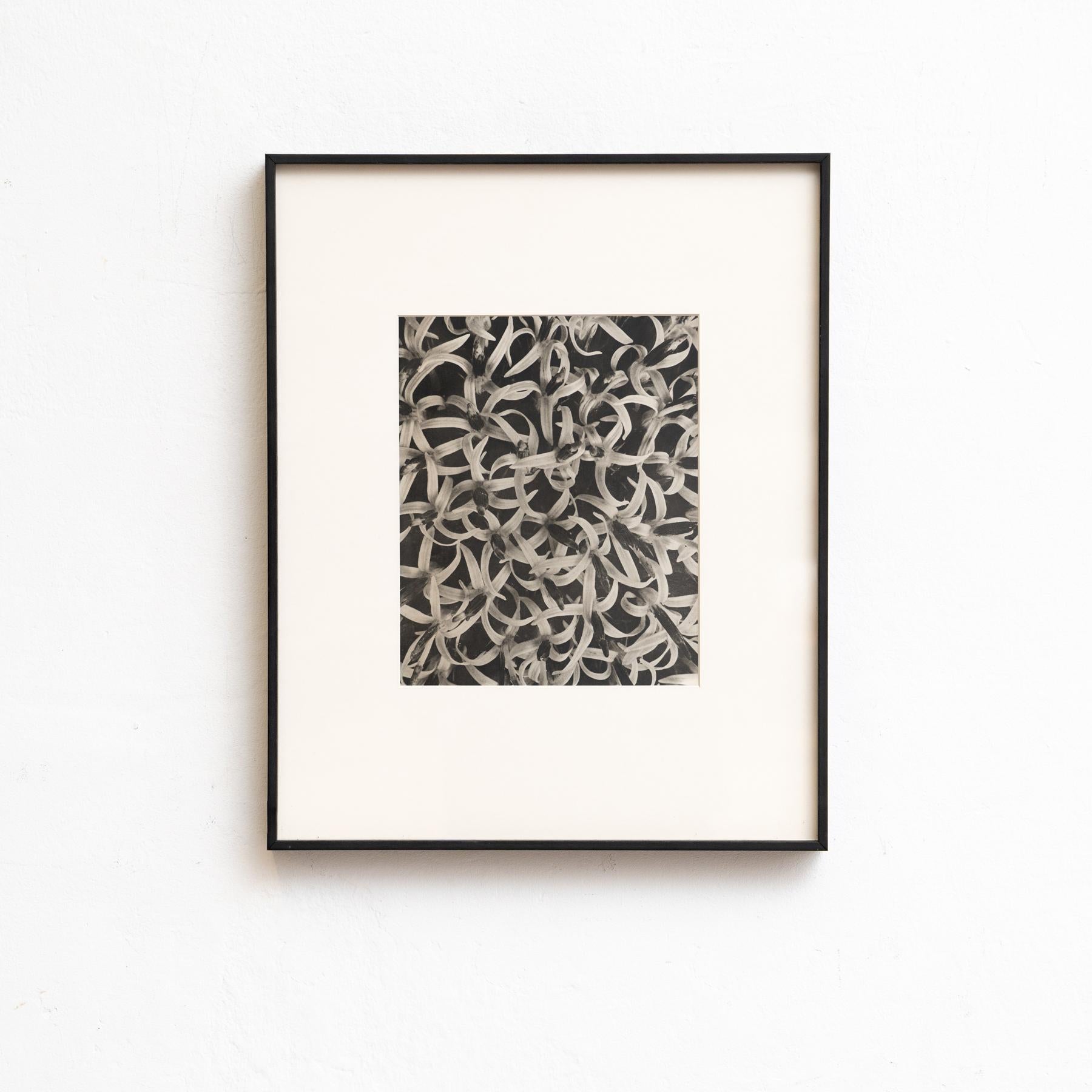 Set von vierundzwanzig gerahmten Karl Blossfeldt-Fotogravuren Nature's Elegance (1942) im Angebot 10