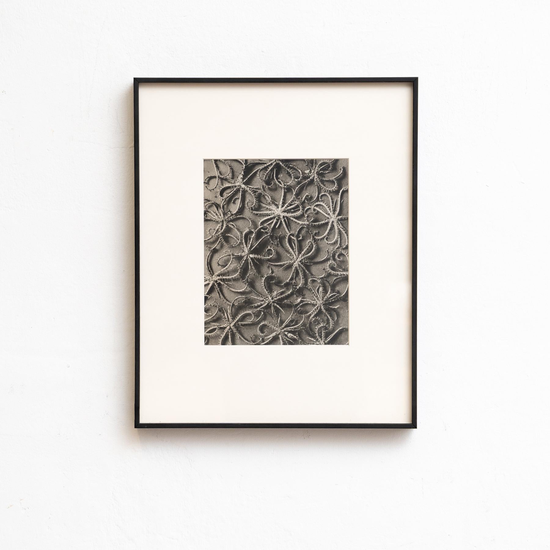 Set von vierundzwanzig gerahmten Karl Blossfeldt-Fotogravuren Nature's Elegance (1942) im Angebot 11