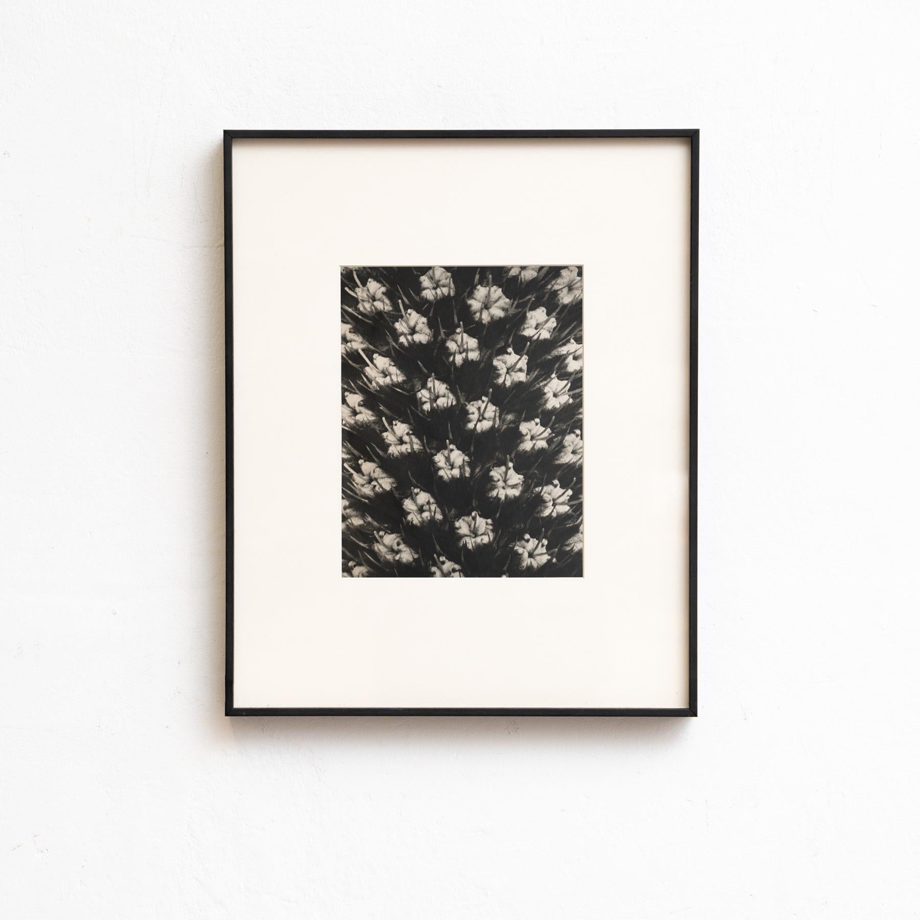 Set von vierundzwanzig gerahmten Karl Blossfeldt-Fotogravuren Nature's Elegance (1942) im Angebot 12