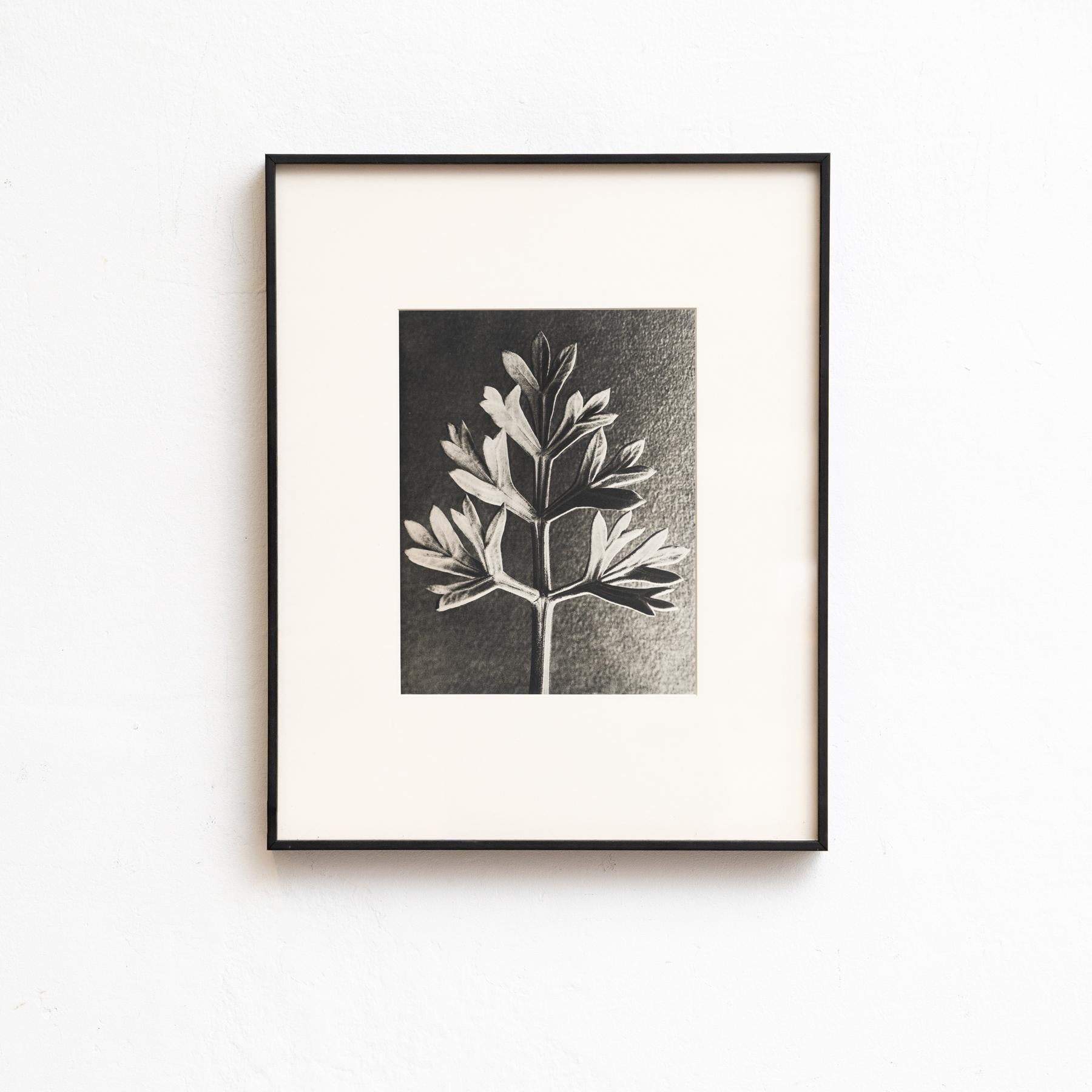 Wir präsentieren eine fesselnde Serie von neun Karl Blossfeldt-Fotografien aus der 1942 erschienenen Ausgabe des Buches 