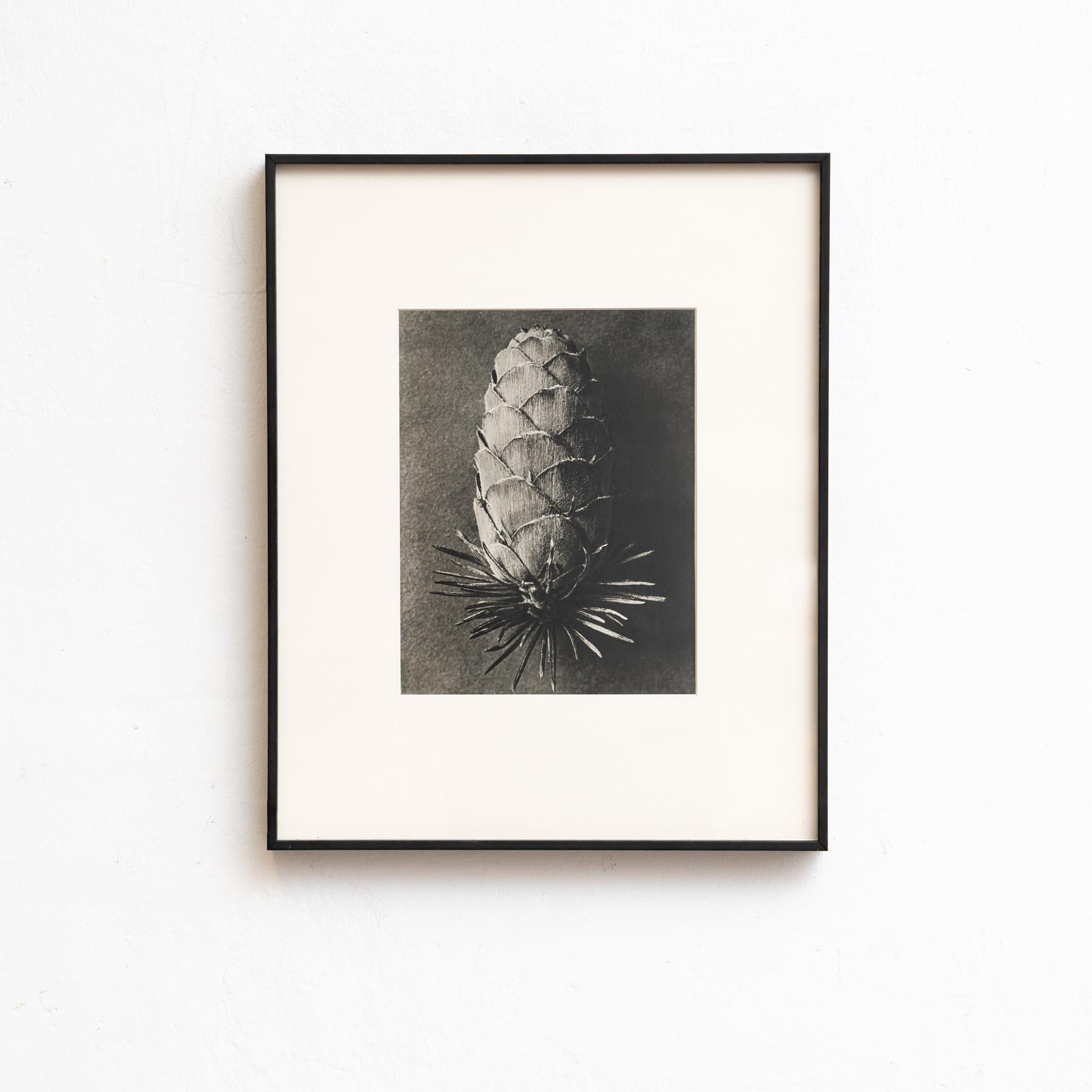 Set von vierundzwanzig gerahmten Karl Blossfeldt-Fotogravuren Nature's Elegance (1942) (Moderne der Mitte des Jahrhunderts) im Angebot