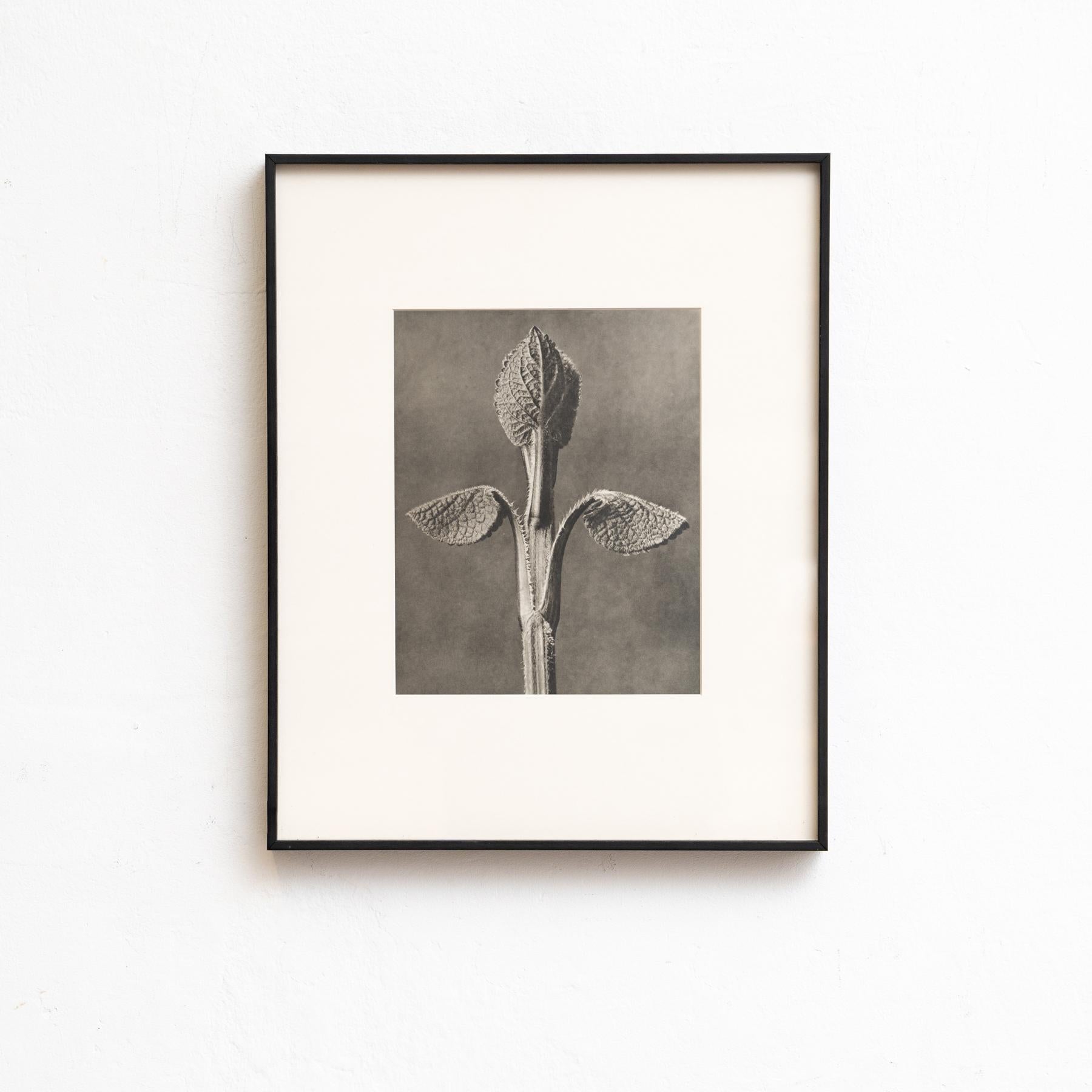 Set von vierundzwanzig gerahmten Karl Blossfeldt-Fotogravuren Nature's Elegance (1942) (Spanisch) im Angebot