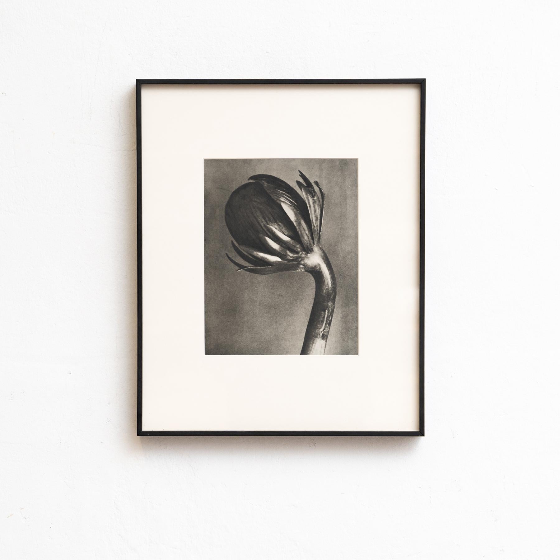 Set von vierundzwanzig gerahmten Karl Blossfeldt-Fotogravuren Nature's Elegance (1942) im Zustand „Gut“ im Angebot in Barcelona, Barcelona