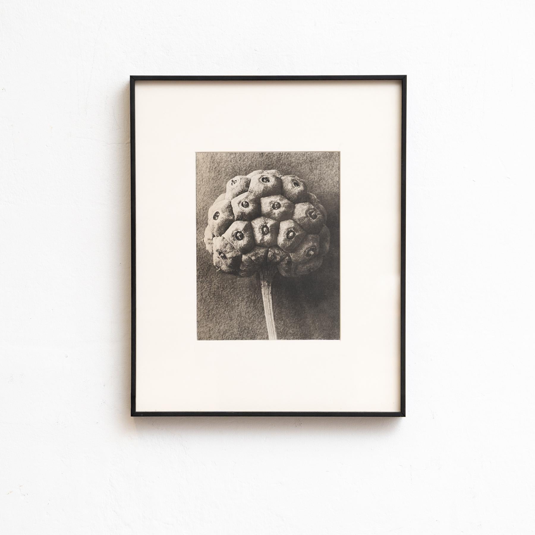 Set von vierundzwanzig gerahmten Karl Blossfeldt-Fotogravuren Nature's Elegance (1942) (Mitte des 20. Jahrhunderts) im Angebot