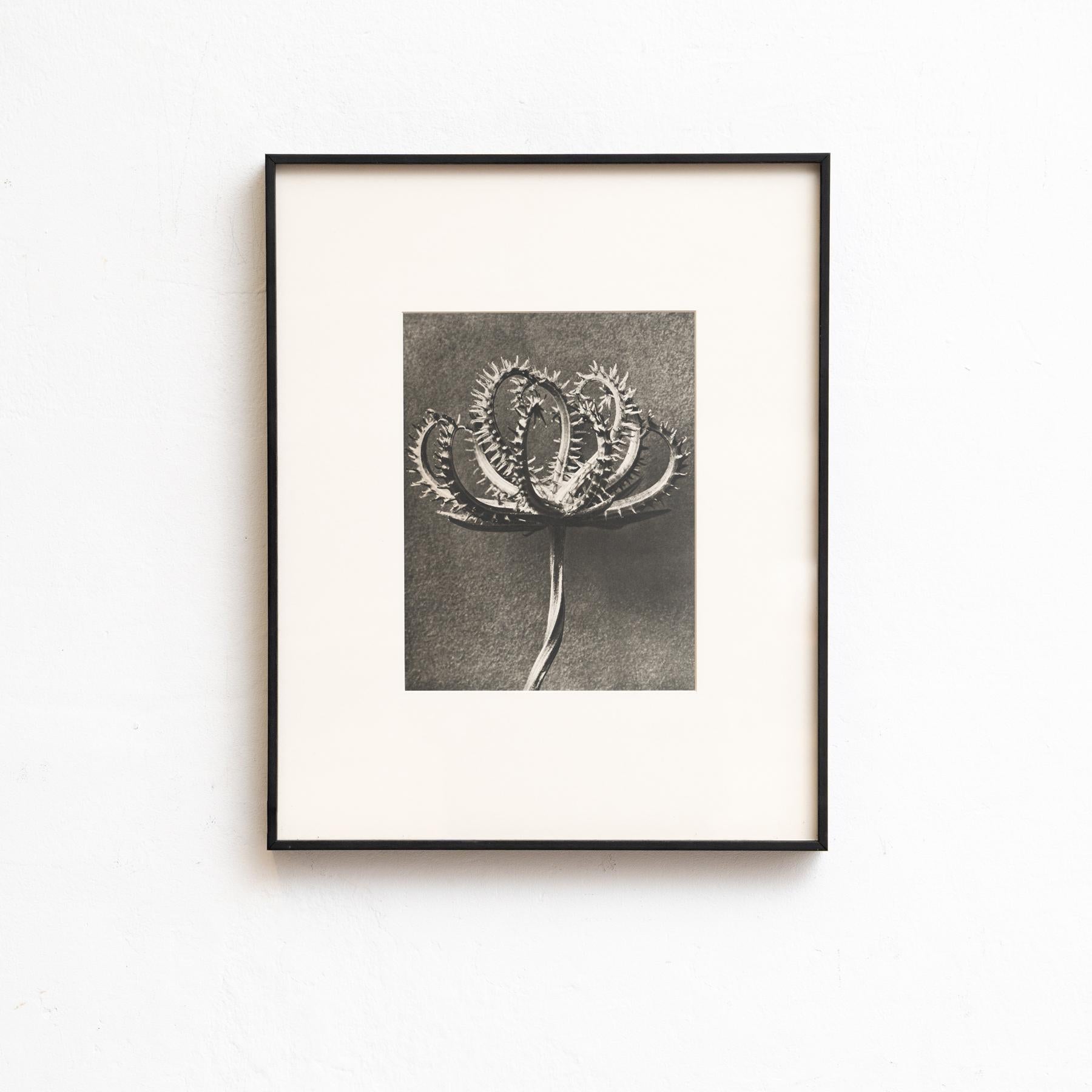 Set von vierundzwanzig gerahmten Karl Blossfeldt-Fotogravuren Nature's Elegance (1942) (Papier) im Angebot