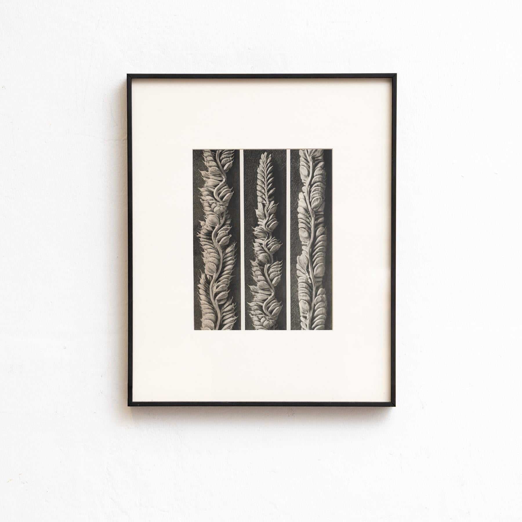 Set von vierundzwanzig gerahmten Karl Blossfeldt-Fotogravuren Nature's Elegance (1942) im Angebot 1