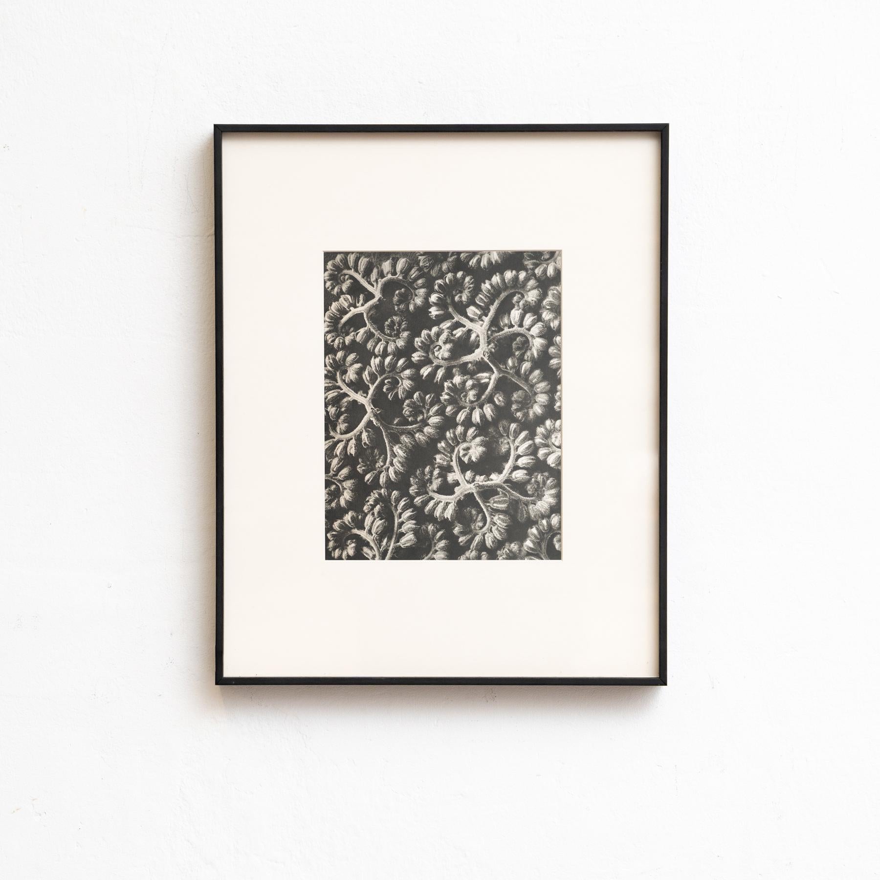 Set von vierundzwanzig gerahmten Karl Blossfeldt-Fotogravuren Nature's Elegance (1942) im Angebot 2