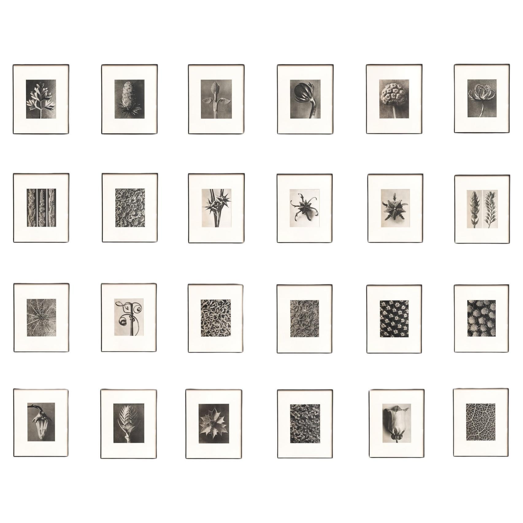 Set of Twenty Four Karl Blossfeldt Framed Photogravures Nature's Elegance (1942)