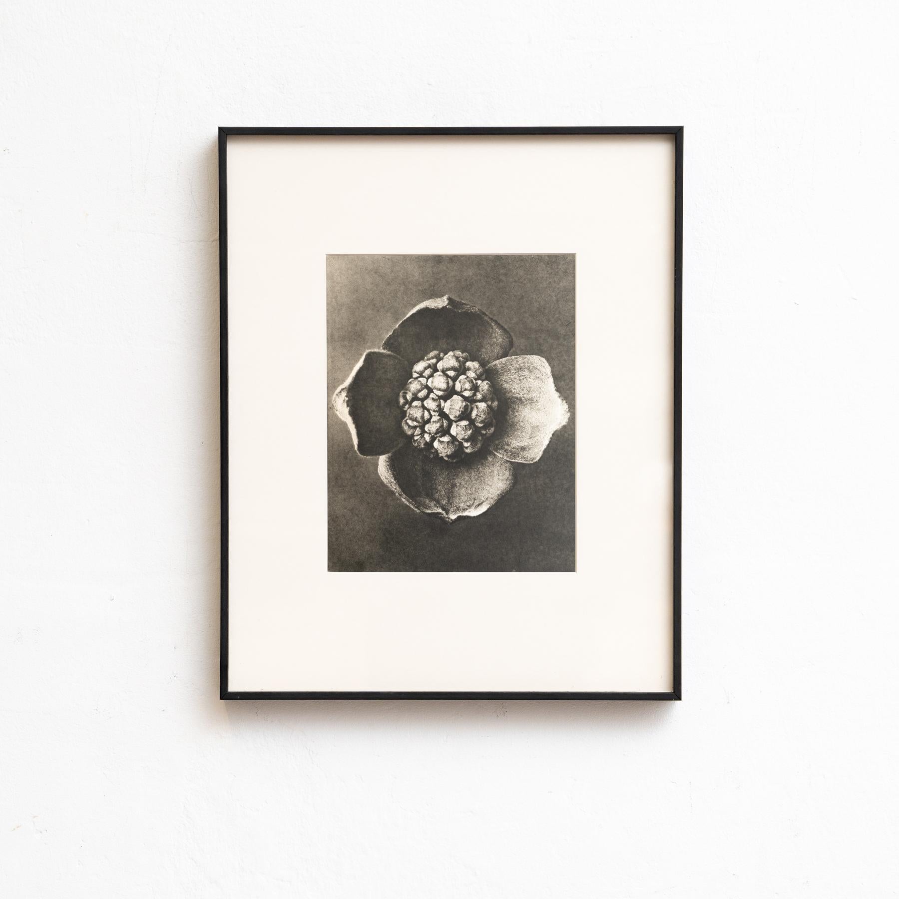 Set di venti fotogrammi incorniciati di Karl Blossfeldt: Natural Elegance (1942) in vendita 3
