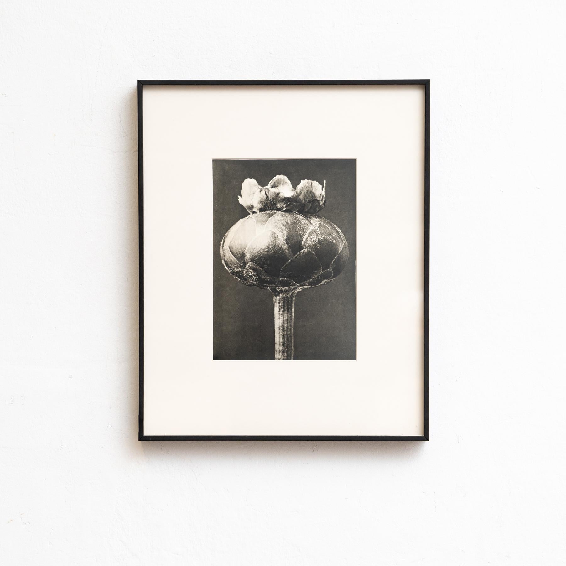 Set di venti fotogrammi incorniciati di Karl Blossfeldt: Natural Elegance (1942) in vendita 4