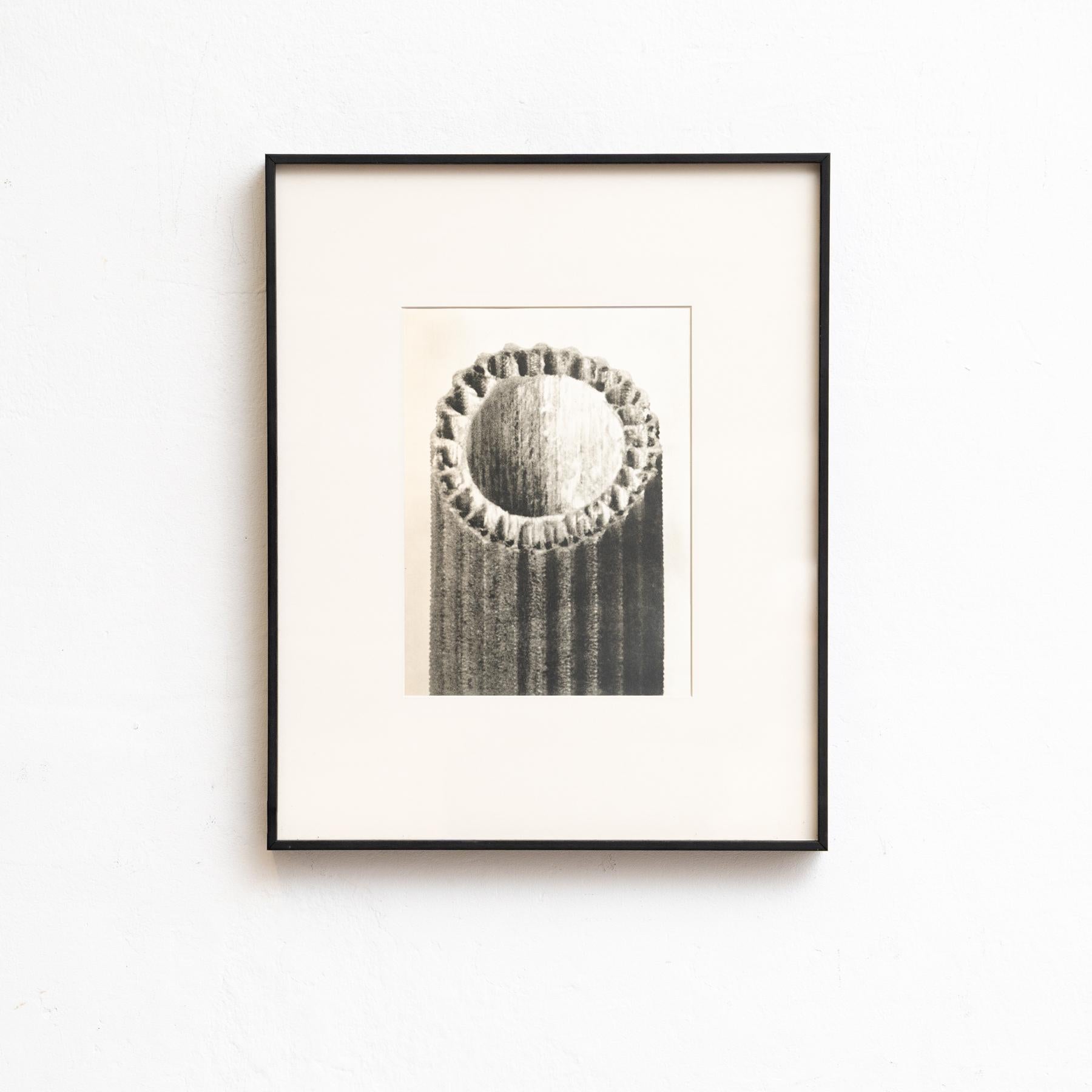 Set di venti fotogrammi incorniciati di Karl Blossfeldt: Natural Elegance (1942) in vendita 5