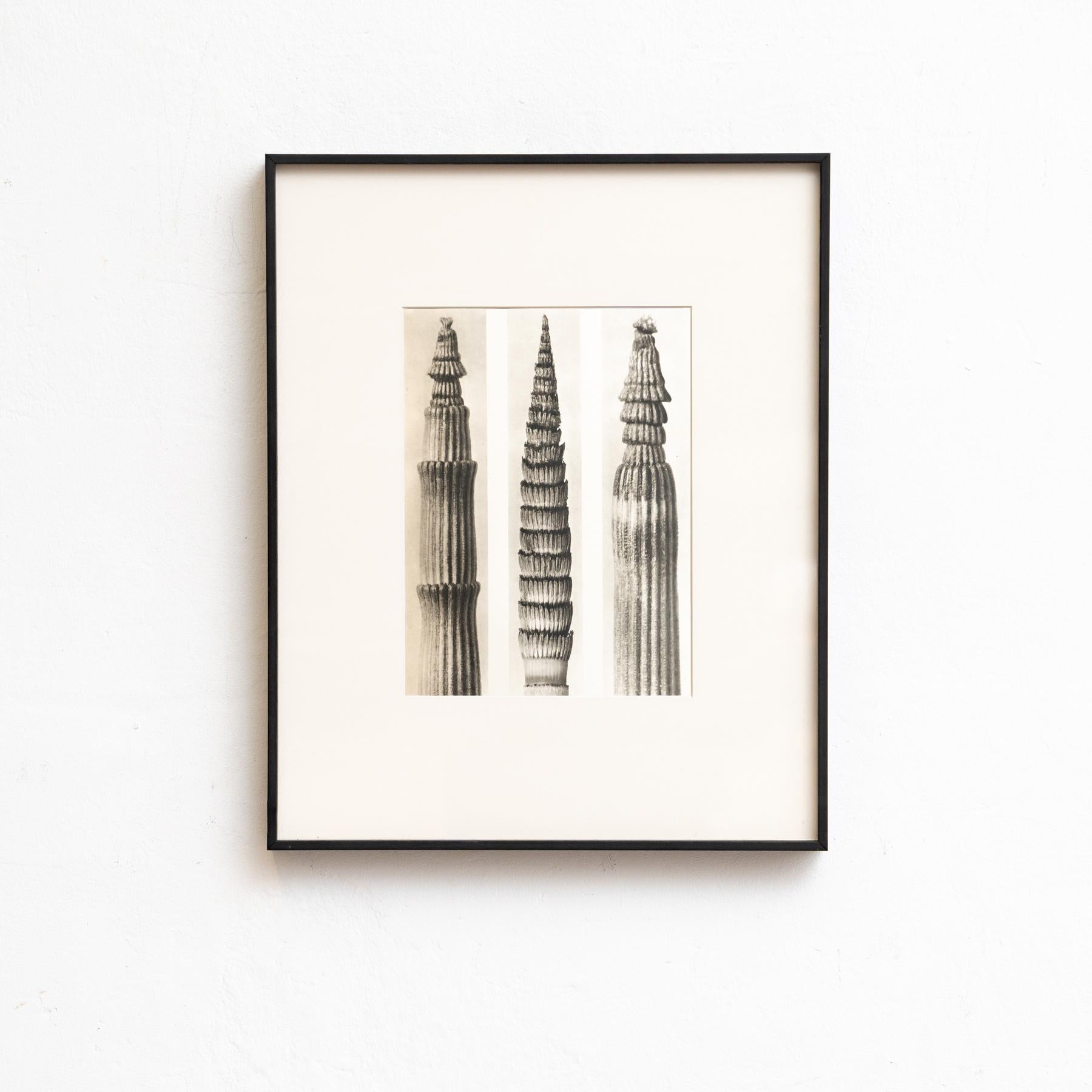 Set di venti fotogrammi incorniciati di Karl Blossfeldt: Natural Elegance (1942) in vendita 7