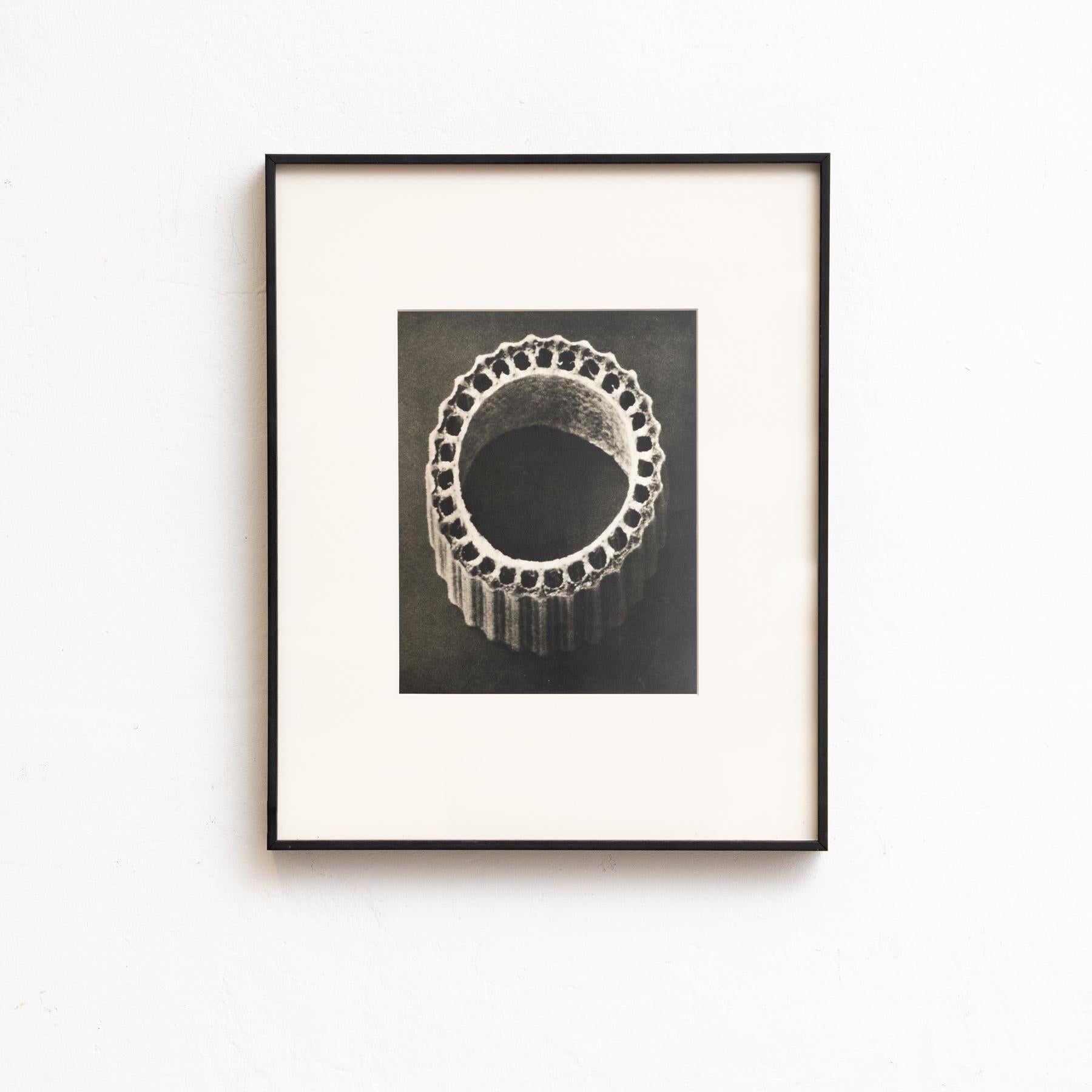 Set di venti fotogrammi incorniciati di Karl Blossfeldt: Natural Elegance (1942) in vendita 8