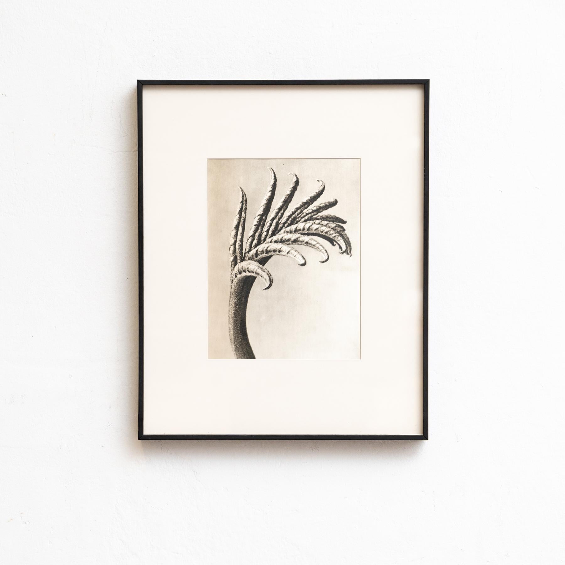 Set di venti fotogrammi incorniciati di Karl Blossfeldt: Natural Elegance (1942) in vendita 9