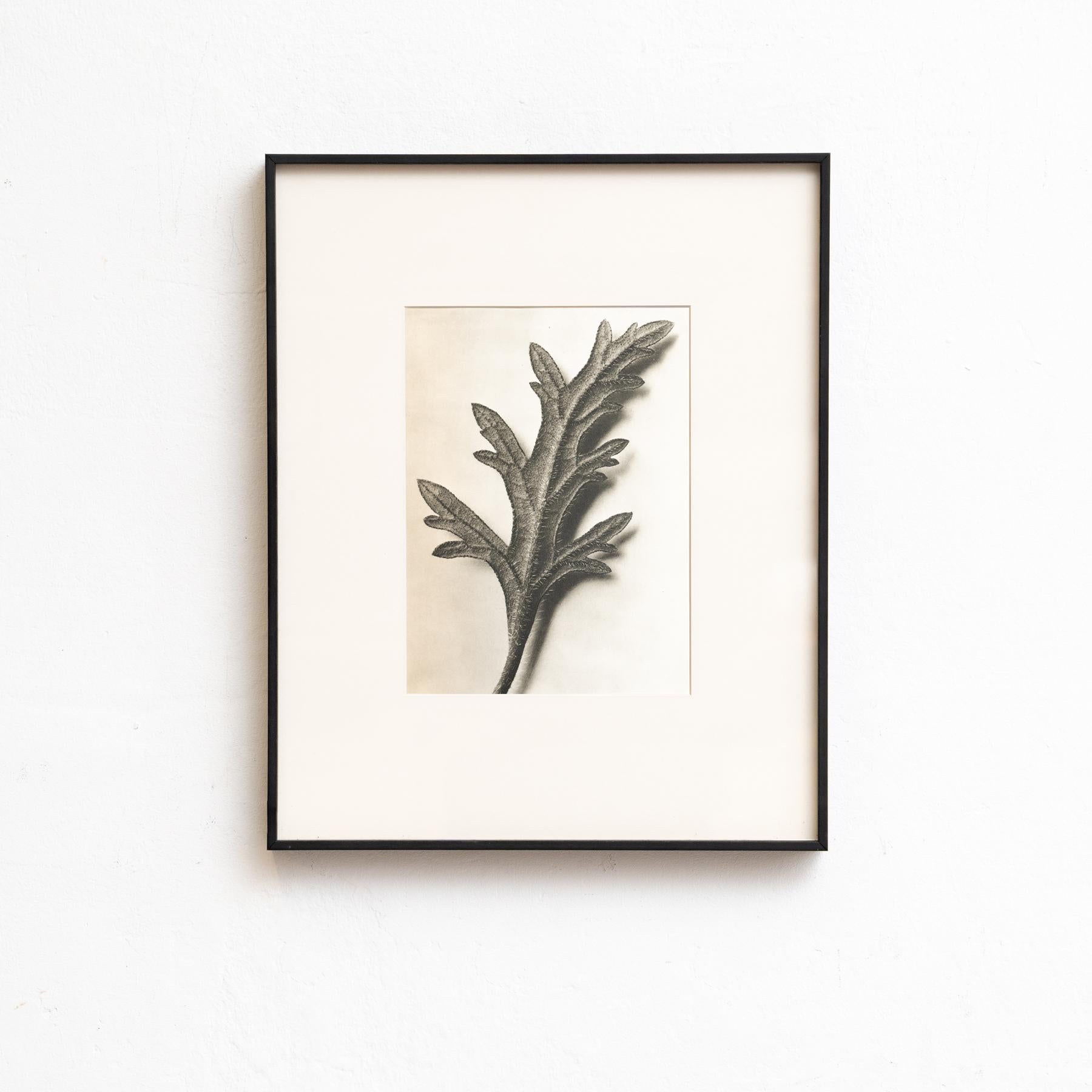 Set di venti fotogrammi incorniciati di Karl Blossfeldt: Natural Elegance (1942) in vendita 10