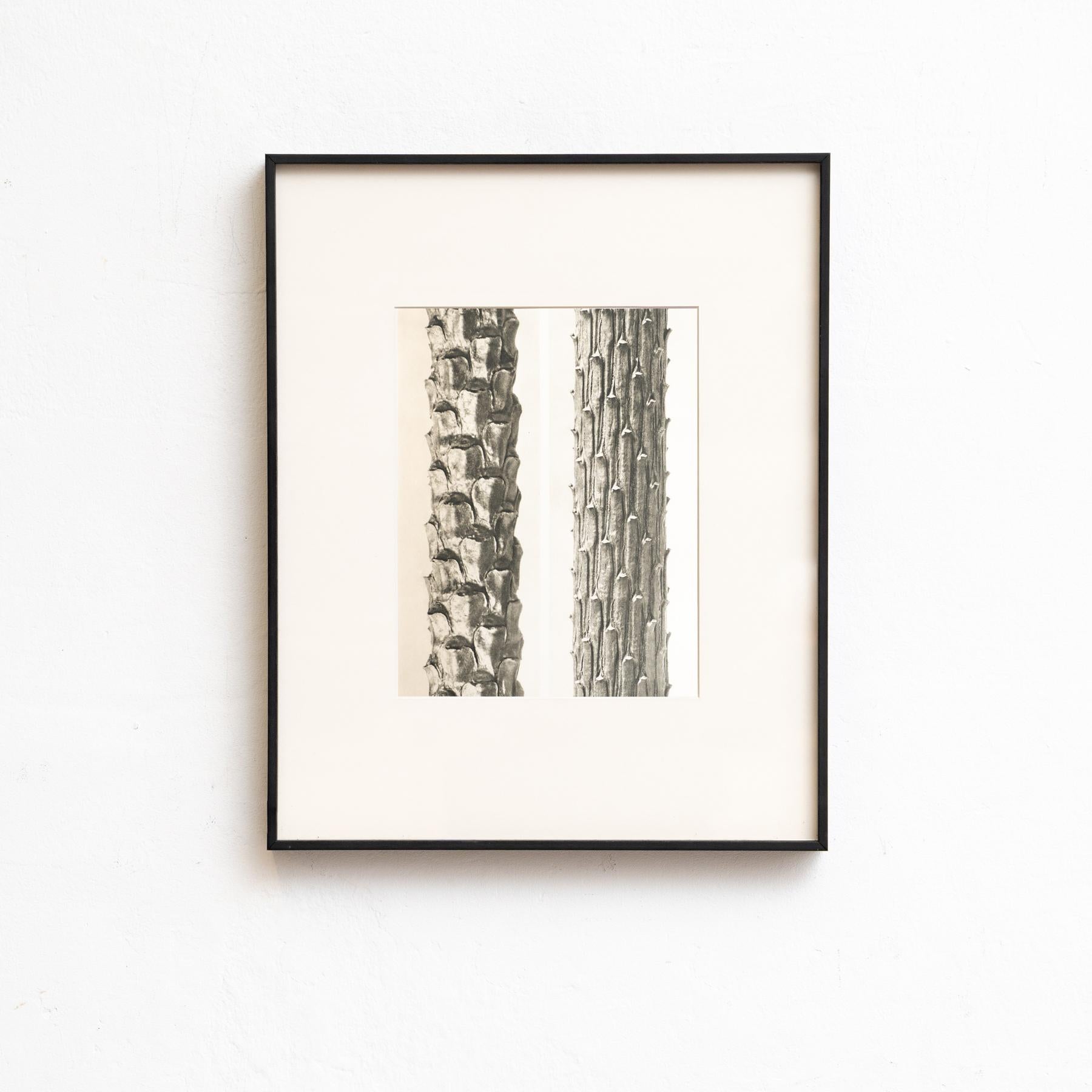 Set di venti fotogrammi incorniciati di Karl Blossfeldt: Natural Elegance (1942) in vendita 12