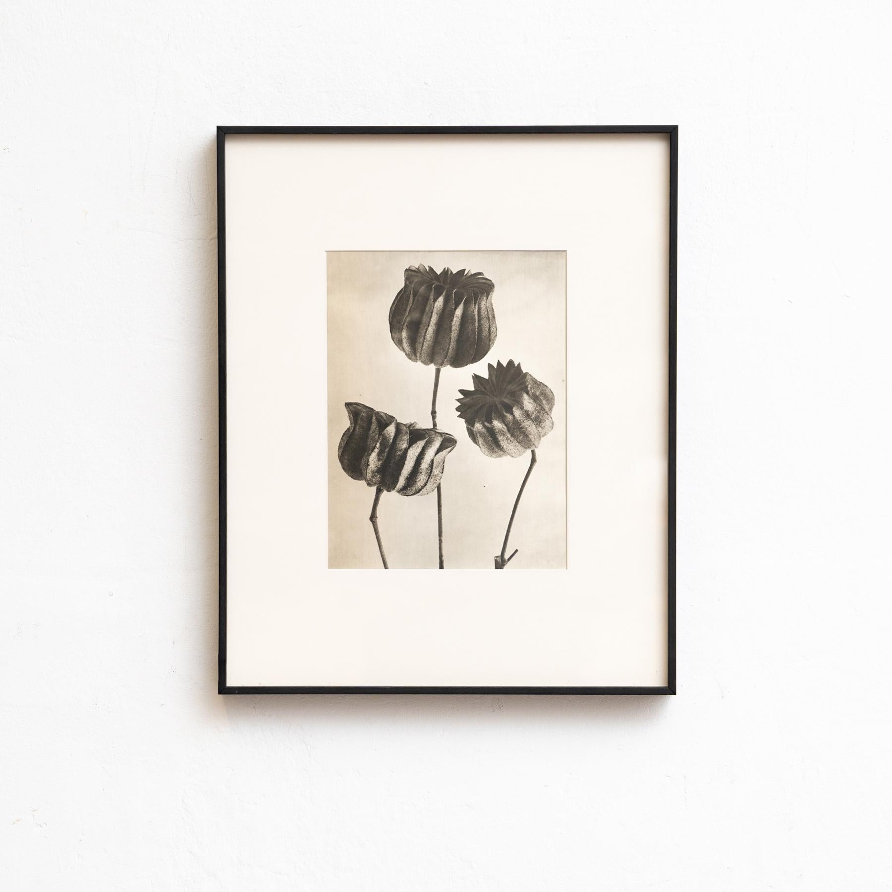 Presentiamo un'affascinante serie di venti fotoincisioni di Karl Blossfeldt dall'edizione del 1942 del libro 