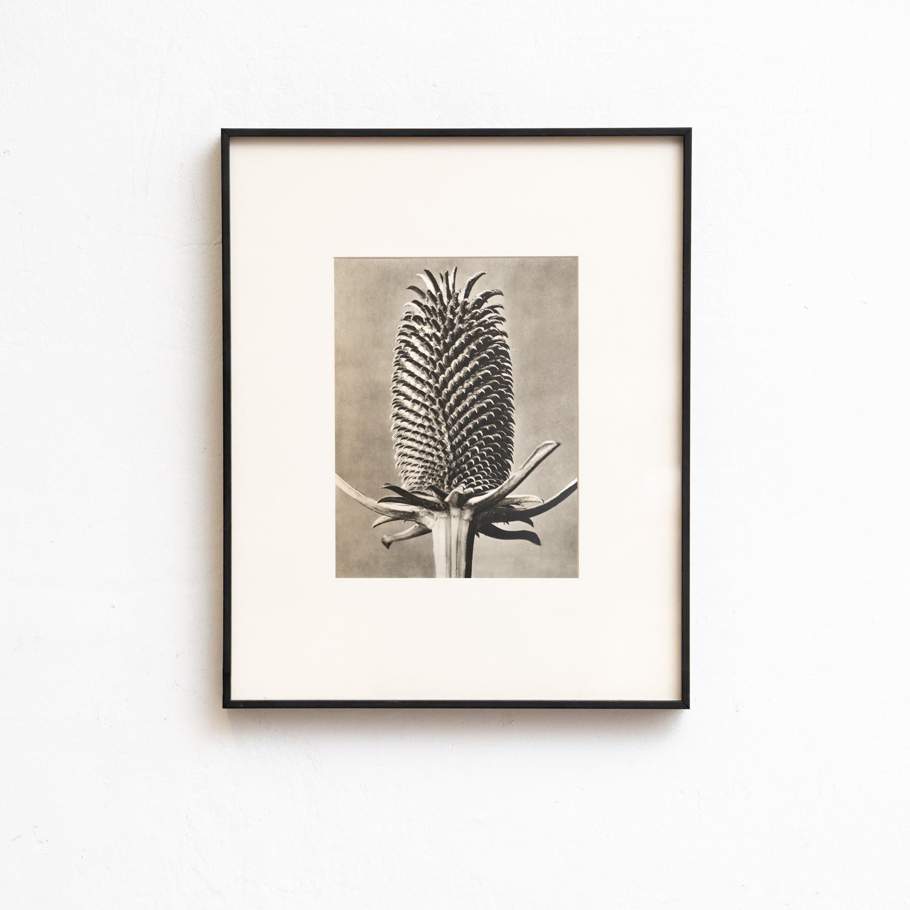 Spagnolo Set di venti fotogrammi incorniciati di Karl Blossfeldt: Natural Elegance (1942) in vendita