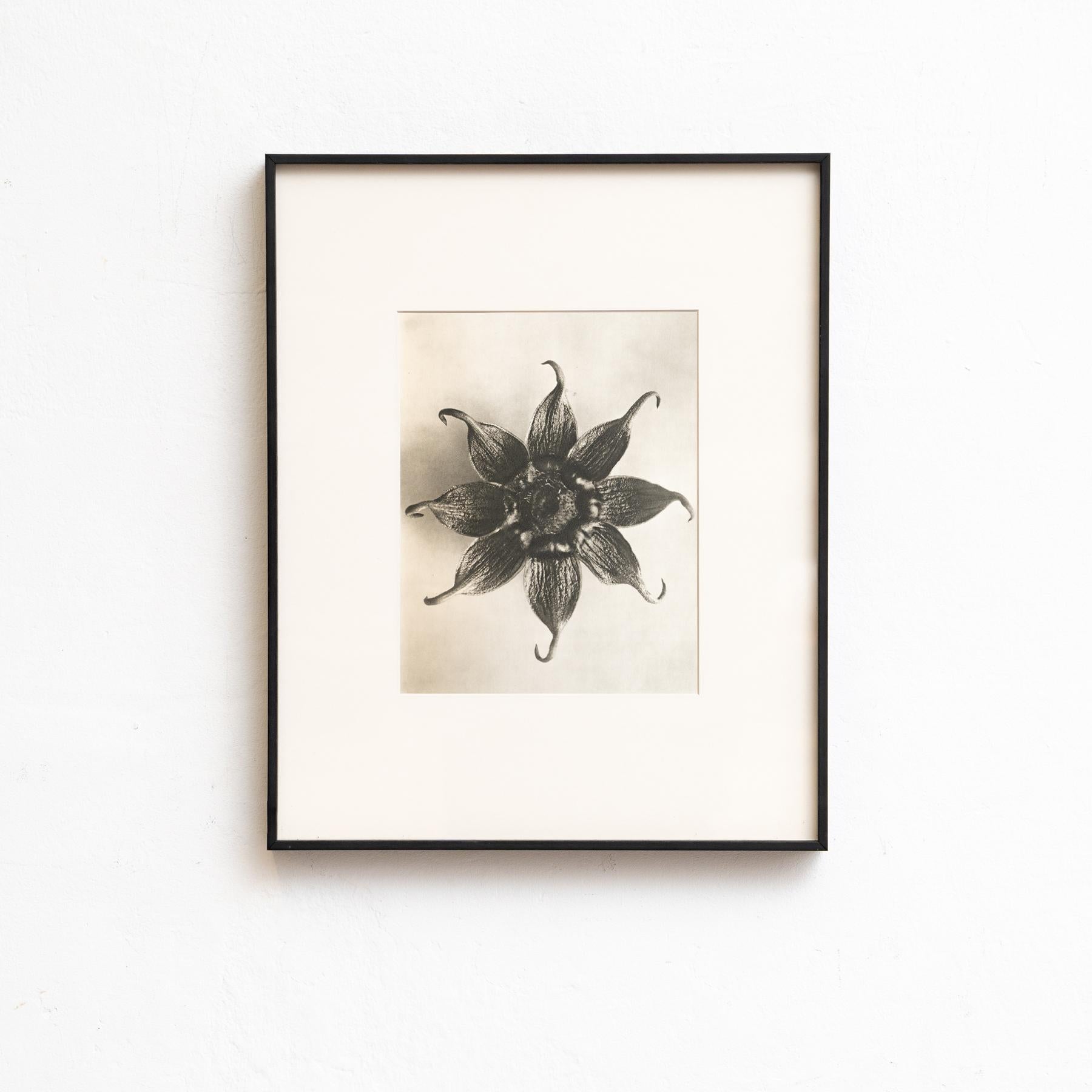 Metà XX secolo Set di venti fotogrammi incorniciati di Karl Blossfeldt: Natural Elegance (1942) in vendita