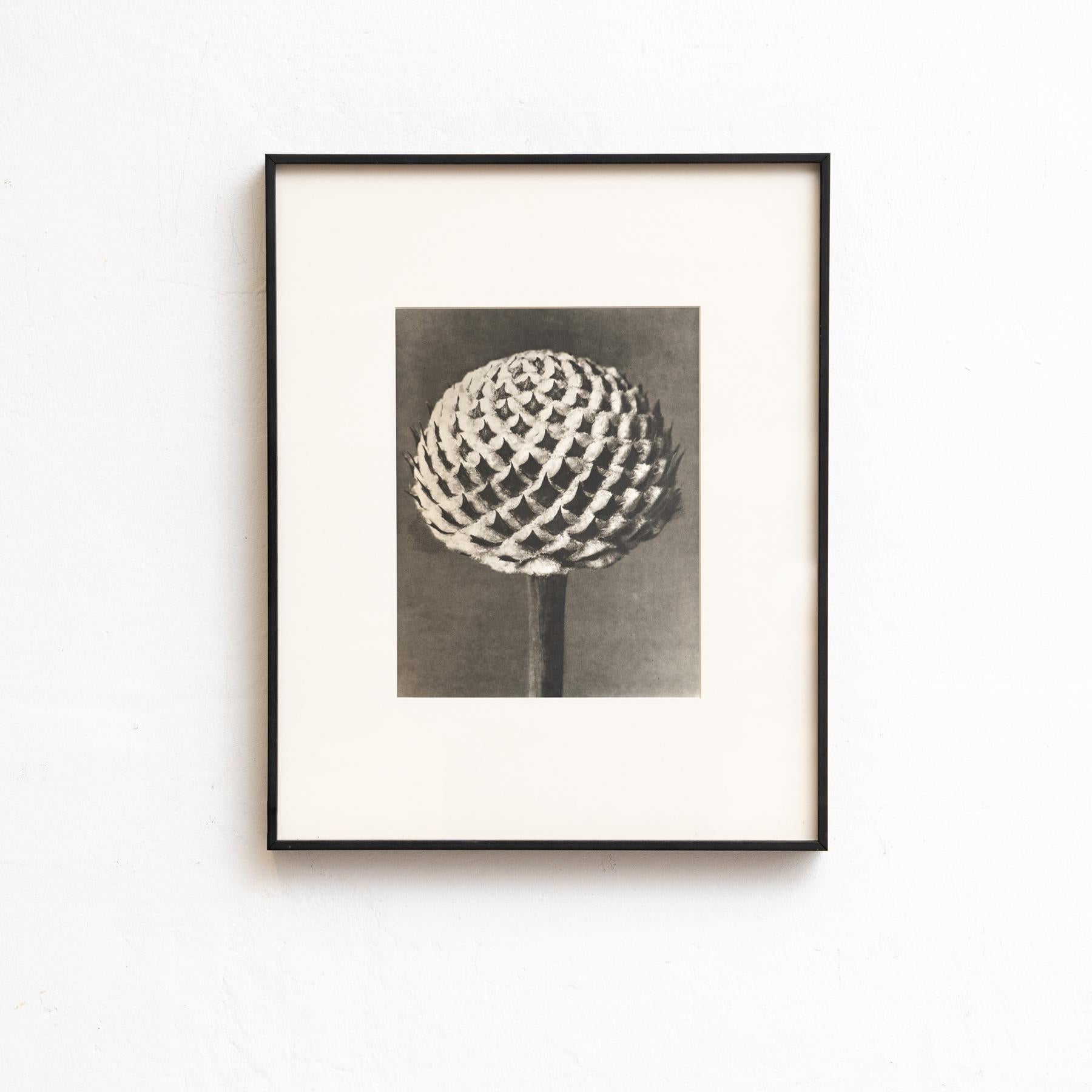Carta Set di venti fotogrammi incorniciati di Karl Blossfeldt: Natural Elegance (1942) in vendita