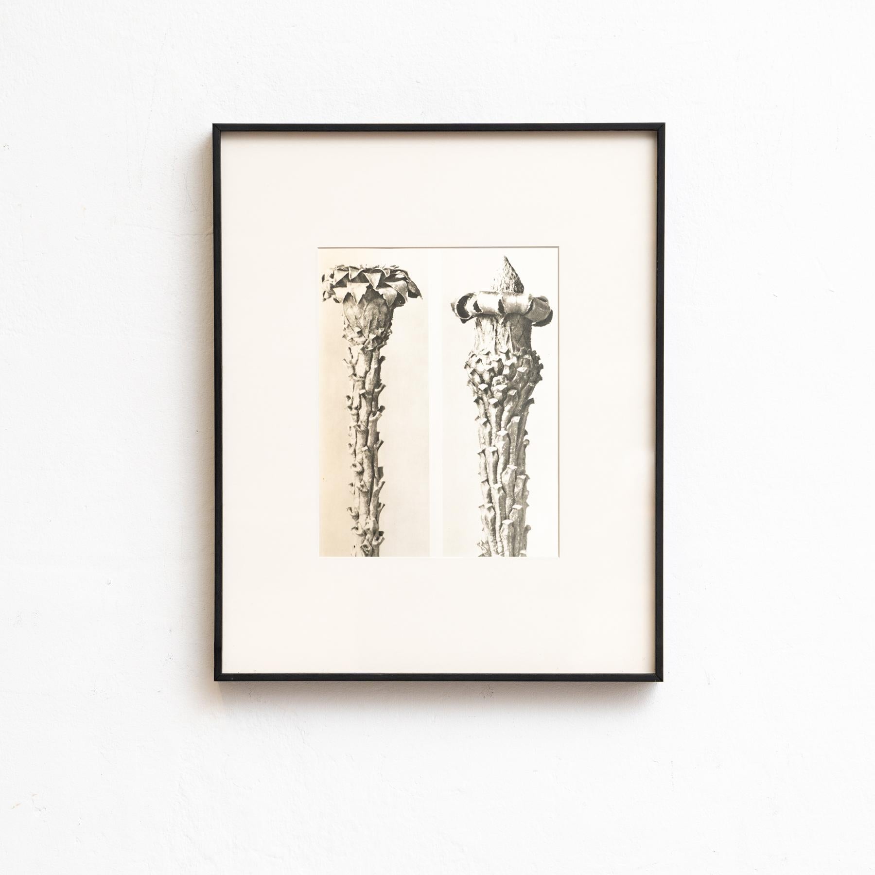 Set di venti fotogrammi incorniciati di Karl Blossfeldt: Natural Elegance (1942) in vendita 2