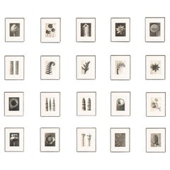 Set of Twenty Karl Blossfeldt Framed Photogravures: Nature's Elegance (1942)