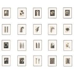 Vintage Set of Twenty Karl Blossfeldt Framed Photogravures: Nature's Elegance (1942)