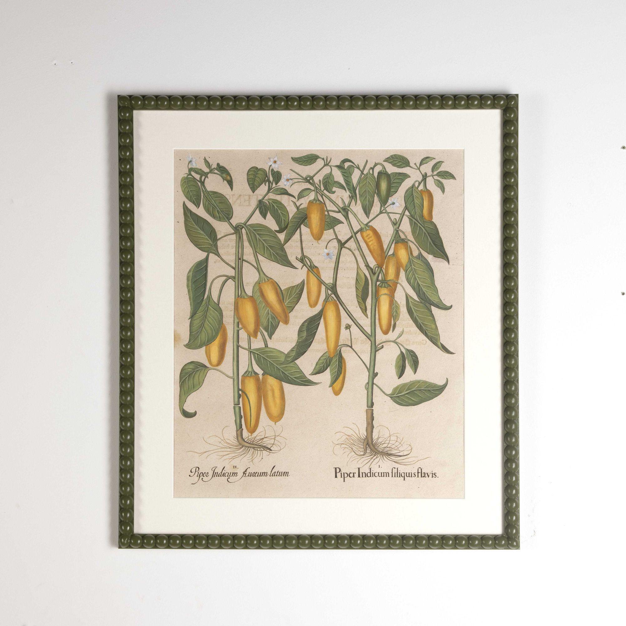 Two superb original hand-coloured engravings of Peppers by Basilius Besler dating to 1640.
Basilius Besler (1561-1629) was a prominent botanist and apothecary in Nuremberg. He was tasked with curating the garden of Johann Konrad von Gemmingen, the
