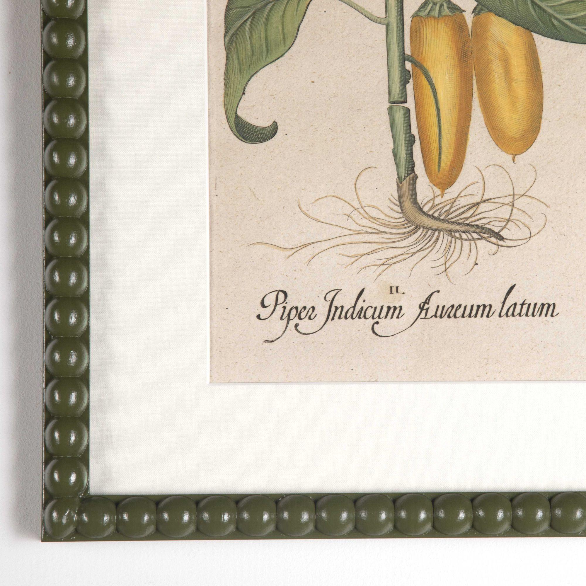 German Set of Two 17th Century Hand Coloured Engravings of Peppers by Basilius Besler