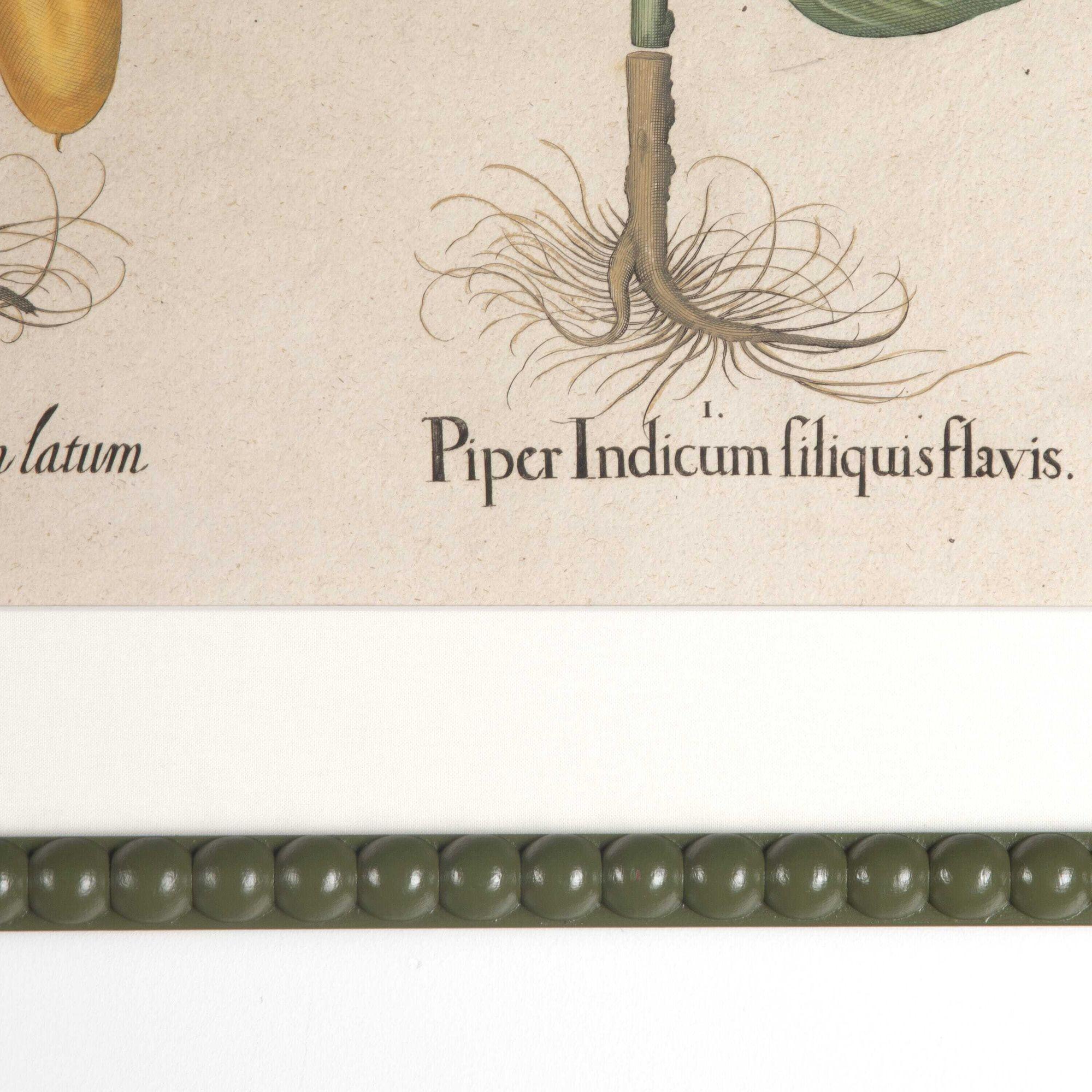 Engraved Set of Two 17th Century Hand Coloured Engravings of Peppers by Basilius Besler