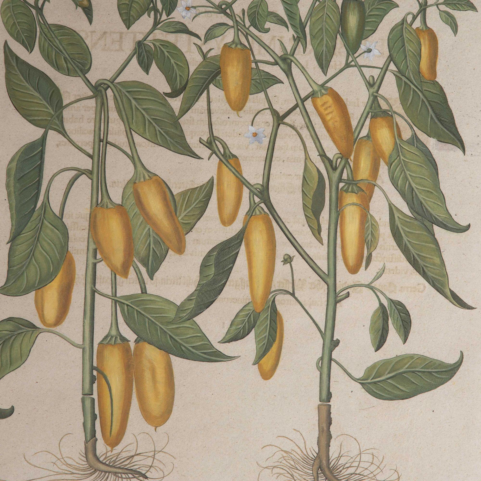 Set of Two 17th Century Hand Coloured Engravings of Peppers by Basilius Besler In Good Condition In Gloucestershire, GB