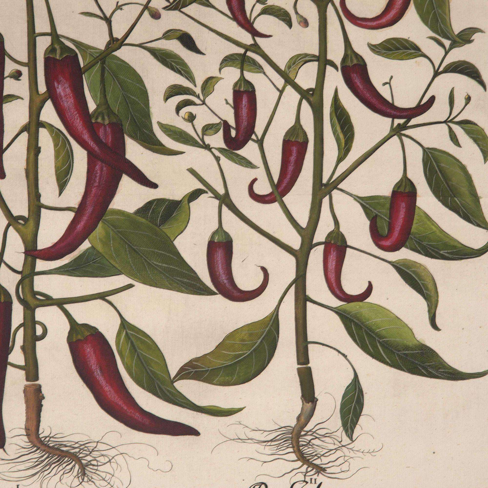 18th Century and Earlier Set of Two 17th Century Hand Coloured Engravings of Peppers by Basilius Besler