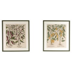 Set of Two 17th Century Hand Coloured Engravings of Peppers by Basilius Besler